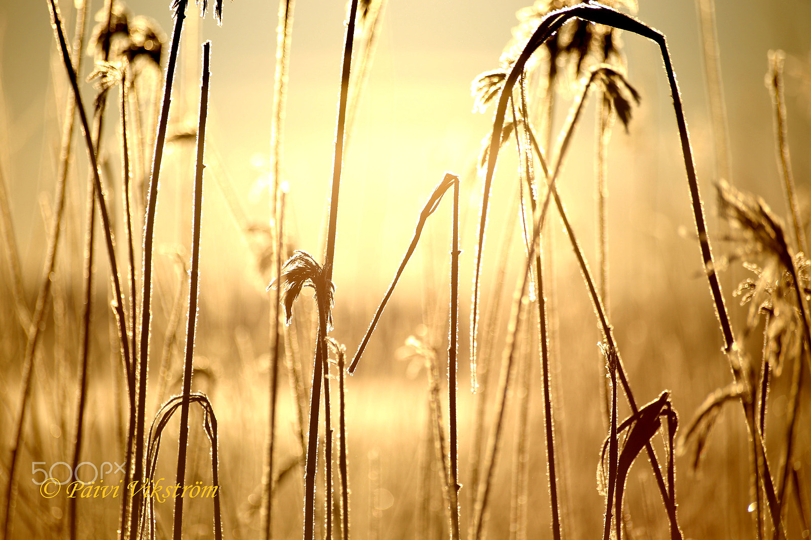 Canon EOS 6D + Canon 70-300mm sample photo. Bed of reeds photography