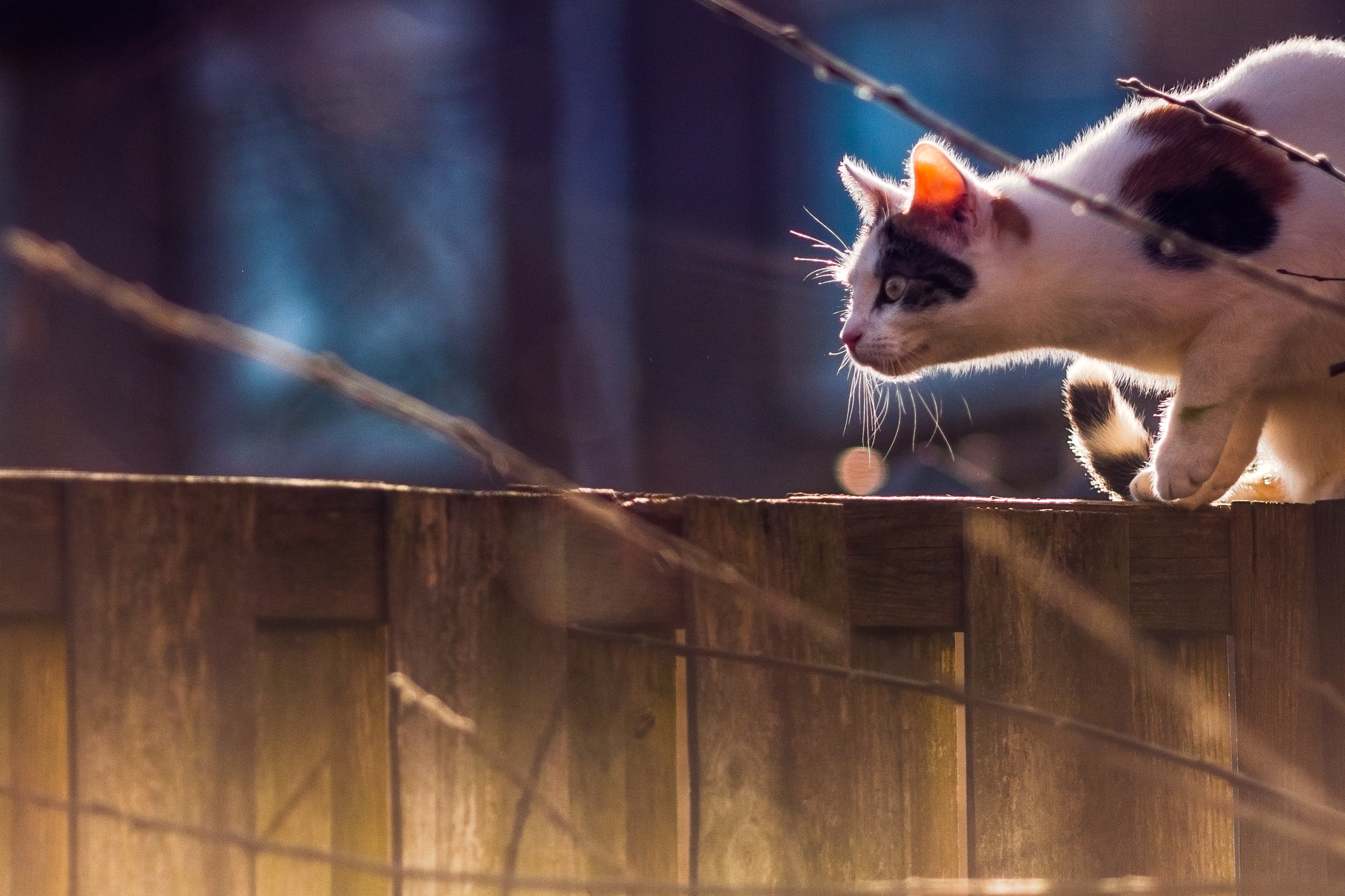 Canon EF 135mm F2.8 SF sample photo. Sneak up on photography