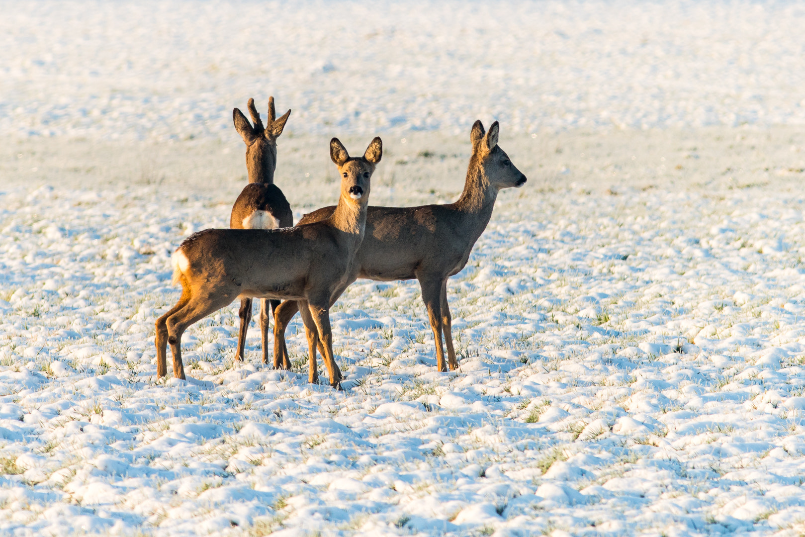 Sony a7R II + Canon EF 300mm F4L IS USM sample photo. Random encounter photography