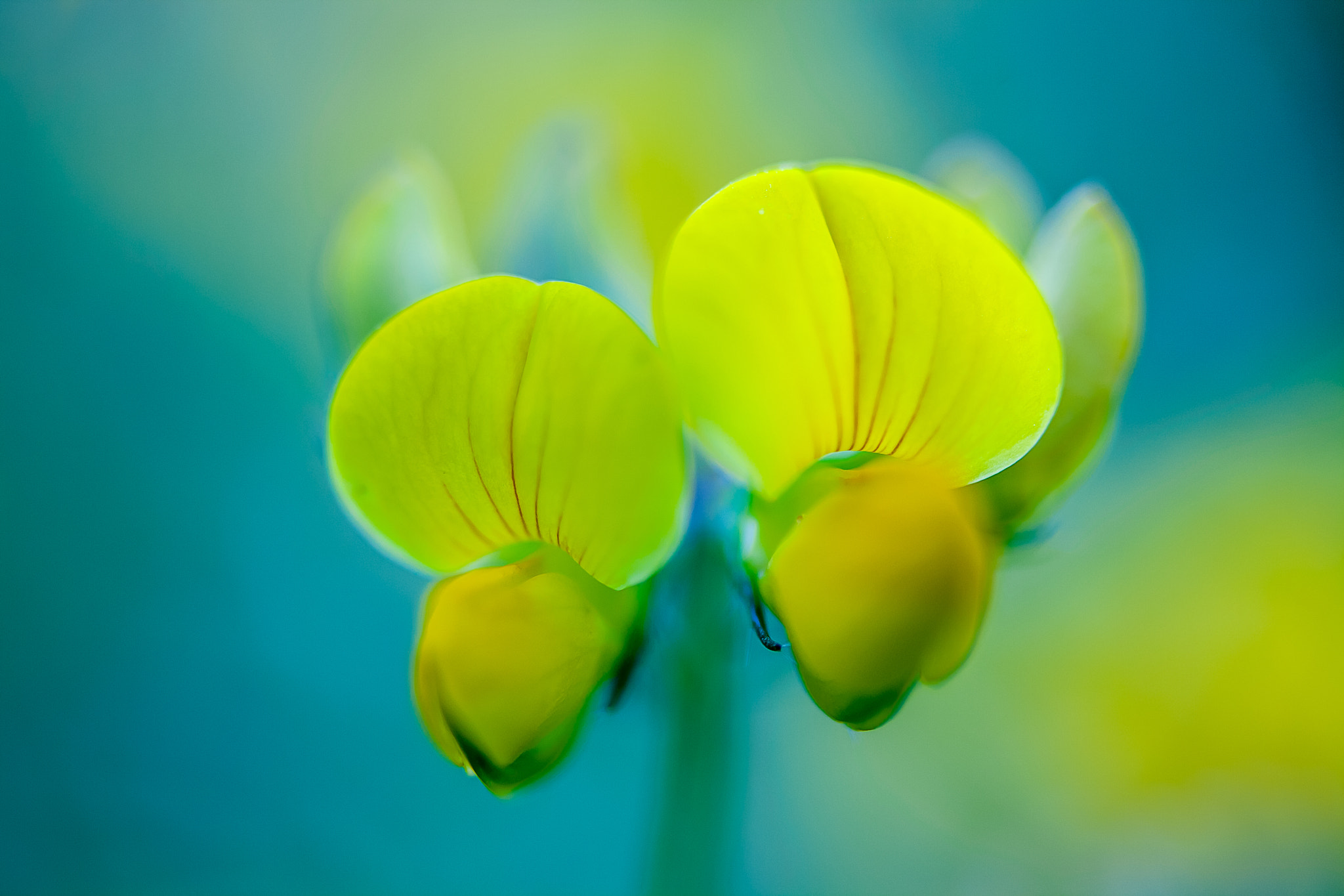 Canon EF 28-80mm f/3.5-5.6 sample photo. Les deux soeurs jaunes photography