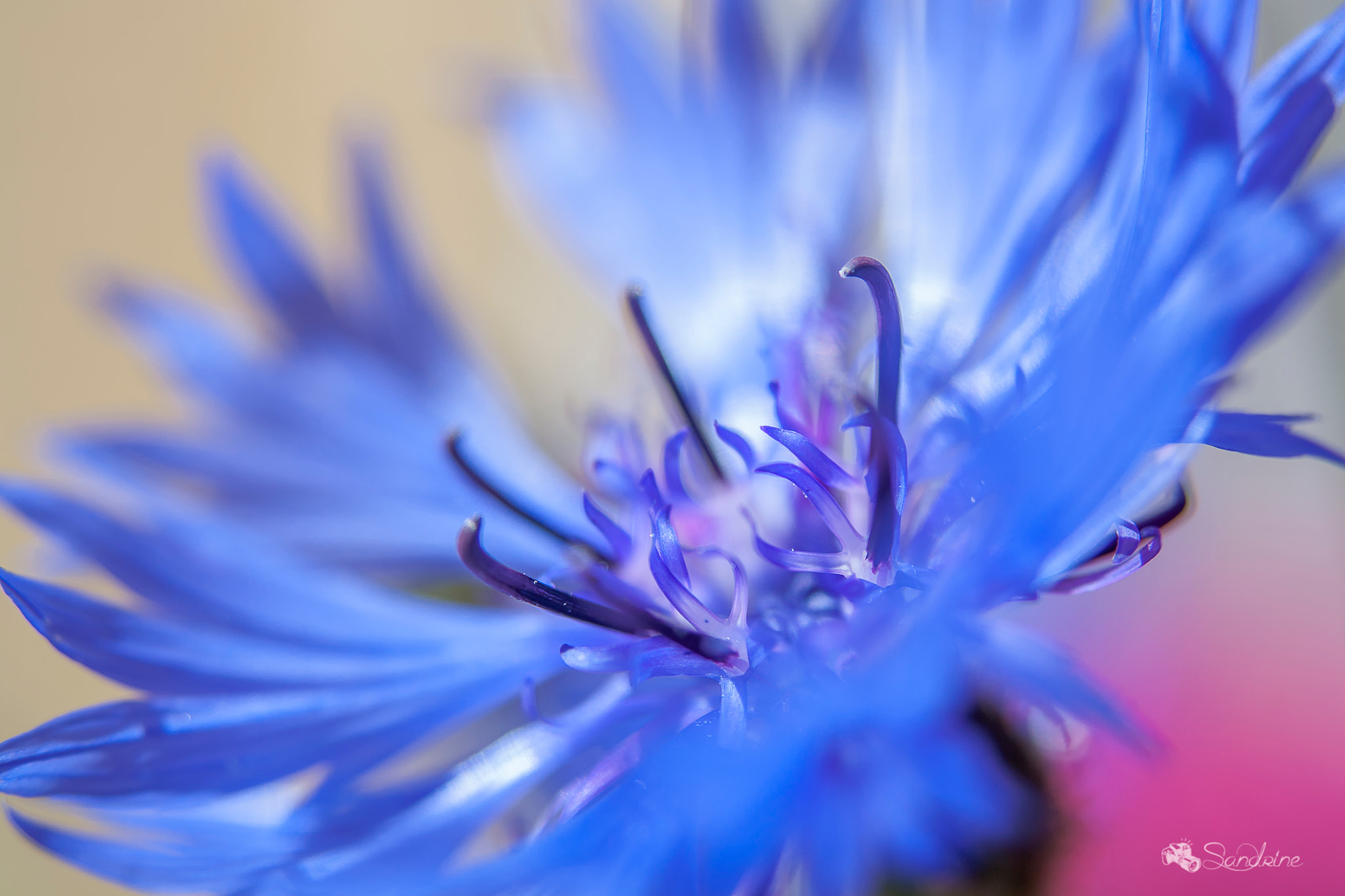 Canon EF 28-80mm f/3.5-5.6 sample photo. Bleuet photography