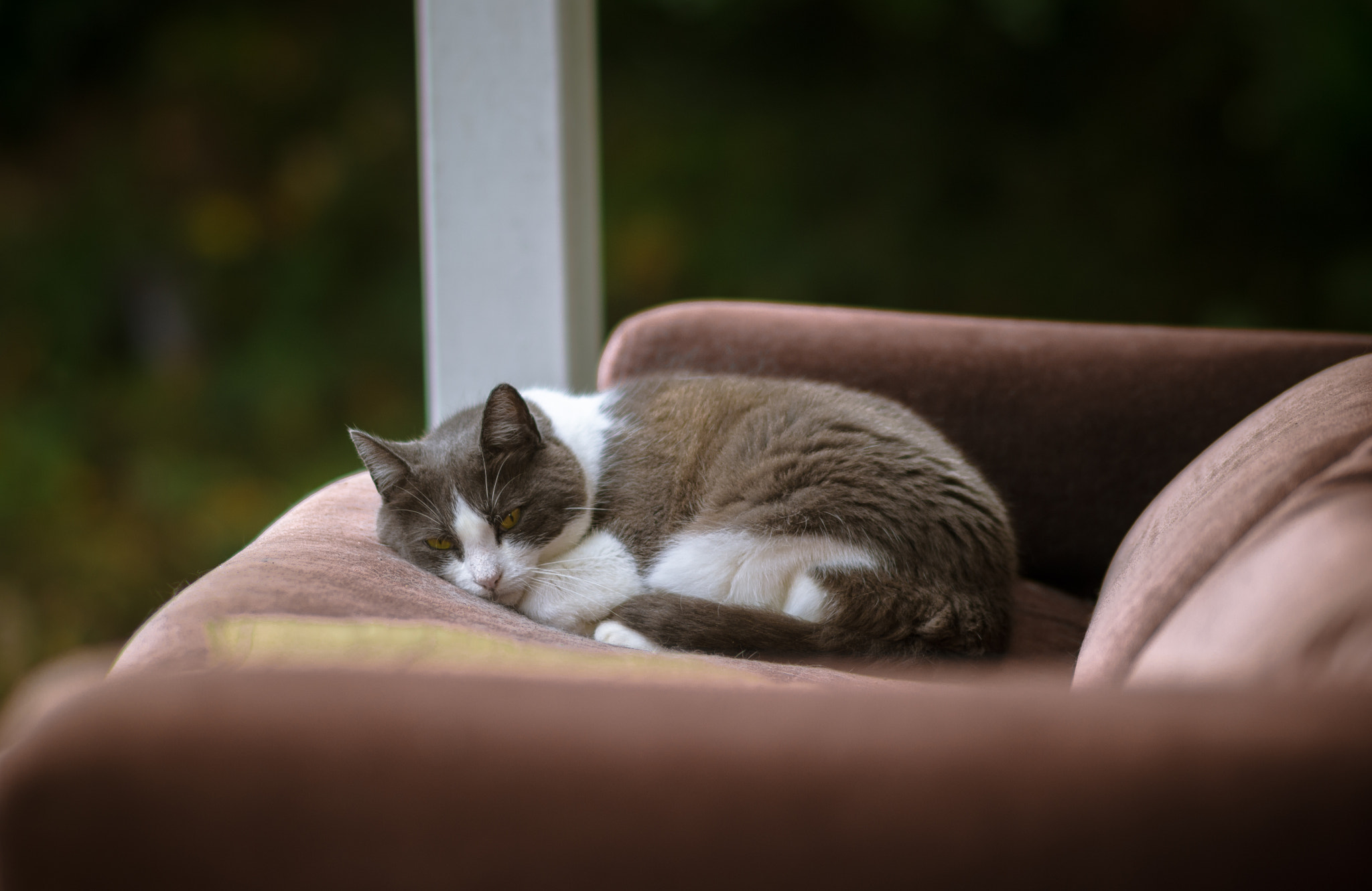 Nikon D5100 + Sigma 85mm F1.4 EX DG HSM sample photo. Cat on sofa photography