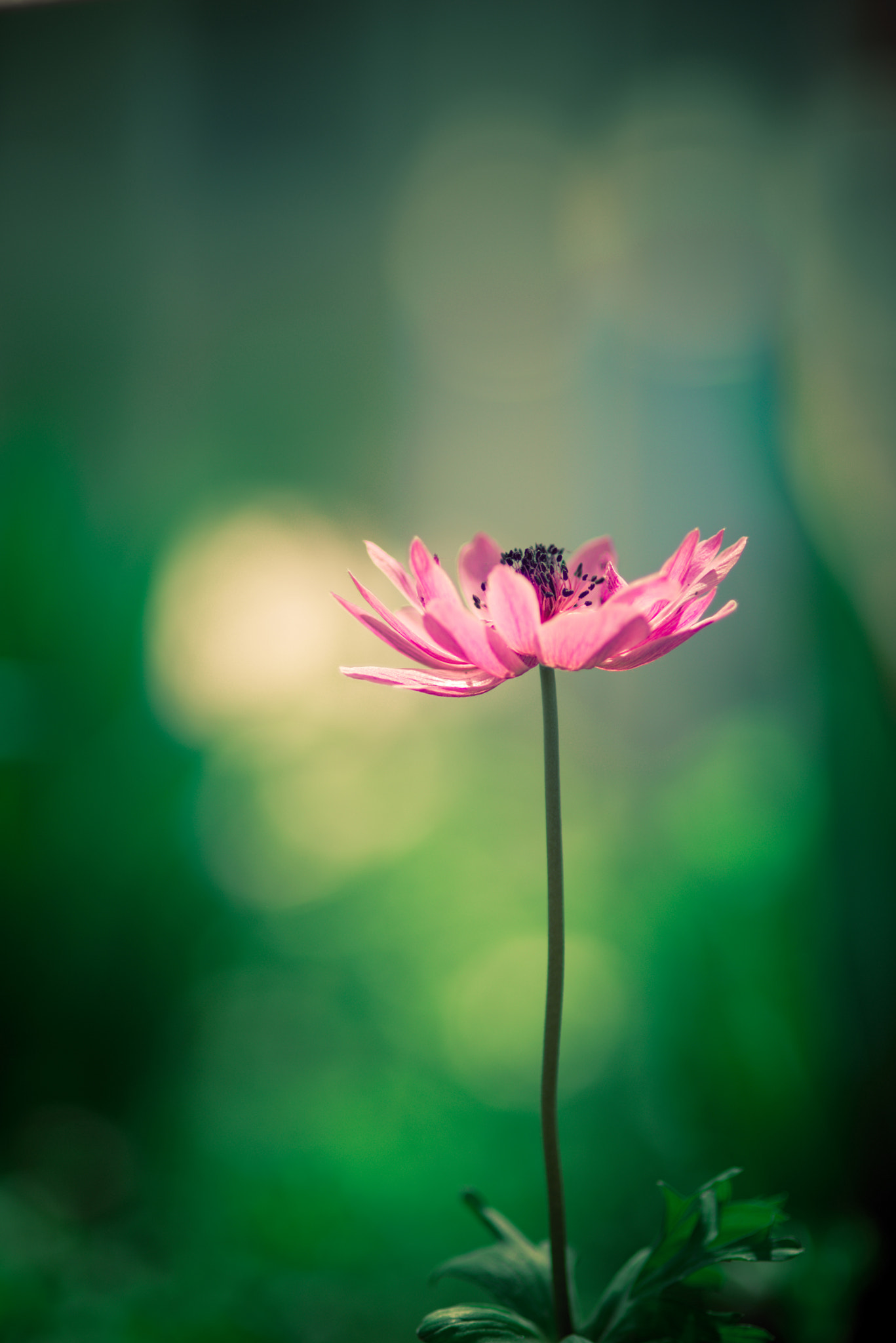 Nikon AF Nikkor 180mm F2.8D ED-IF sample photo. Flower photography