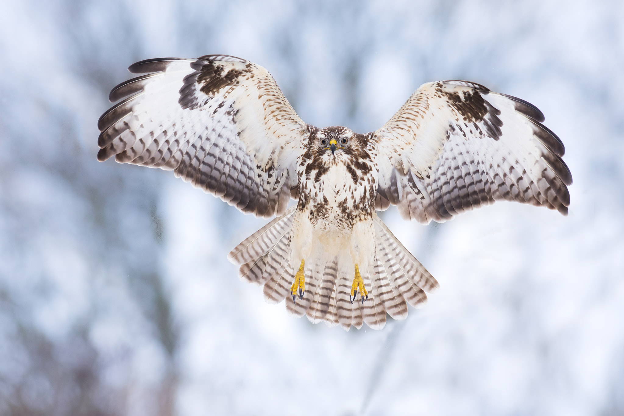 Nikon AF-S Nikkor 300mm F2.8G ED-IF VR sample photo. "montana" photography