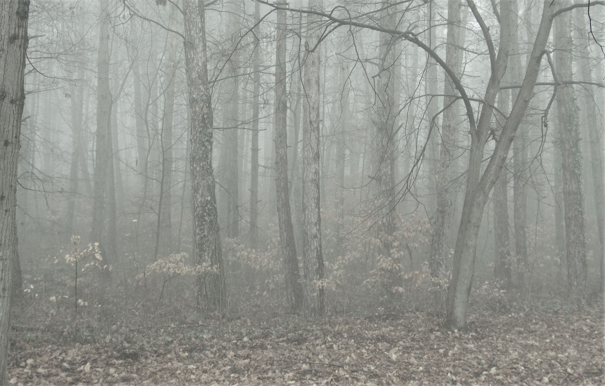 Minolta AF 35-105mm F3.5-4.5 sample photo. Fog photography