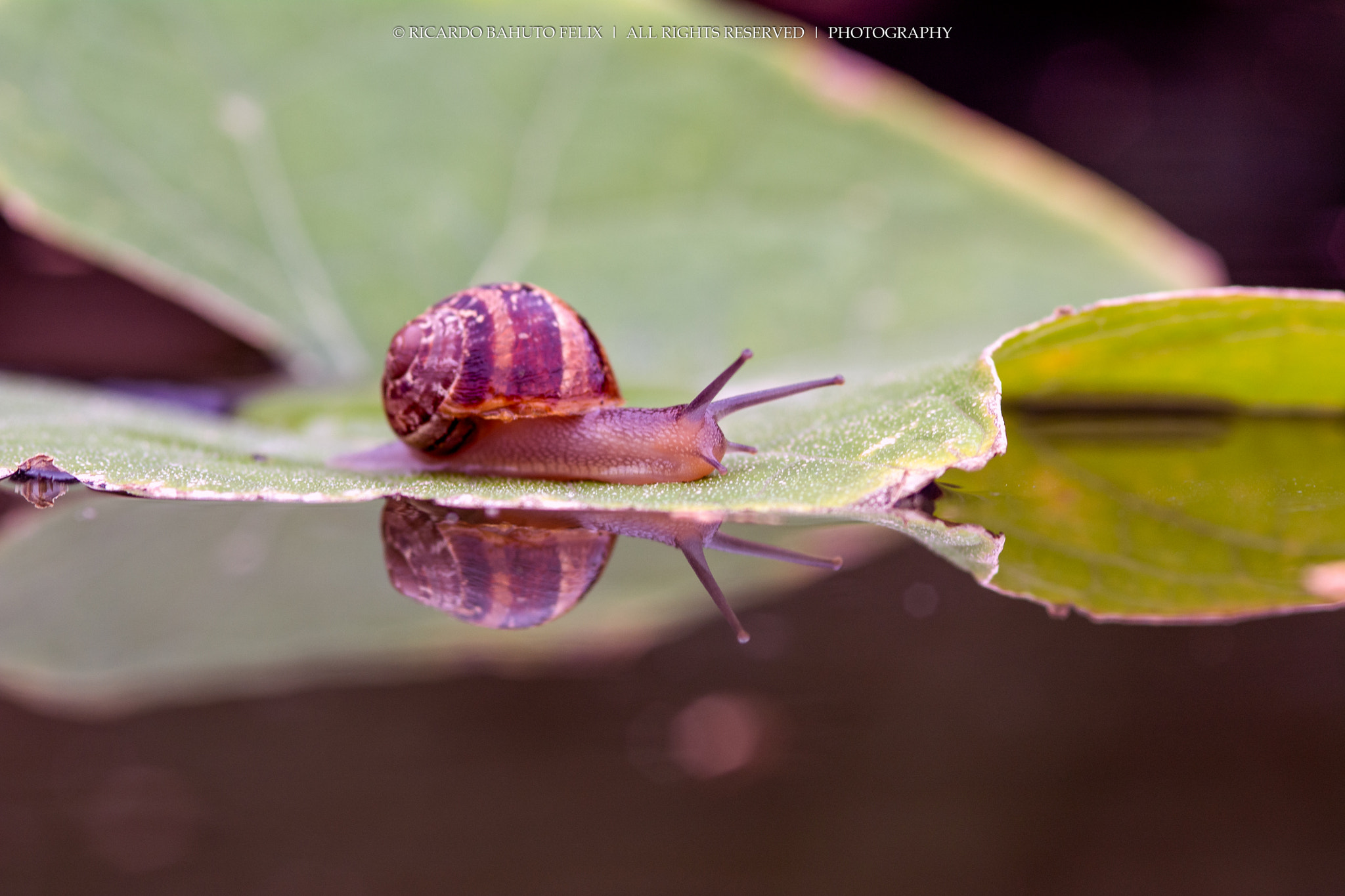 Nikon D7100 + AF Micro-Nikkor 105mm f/2.8 sample photo. Sailor snail photography