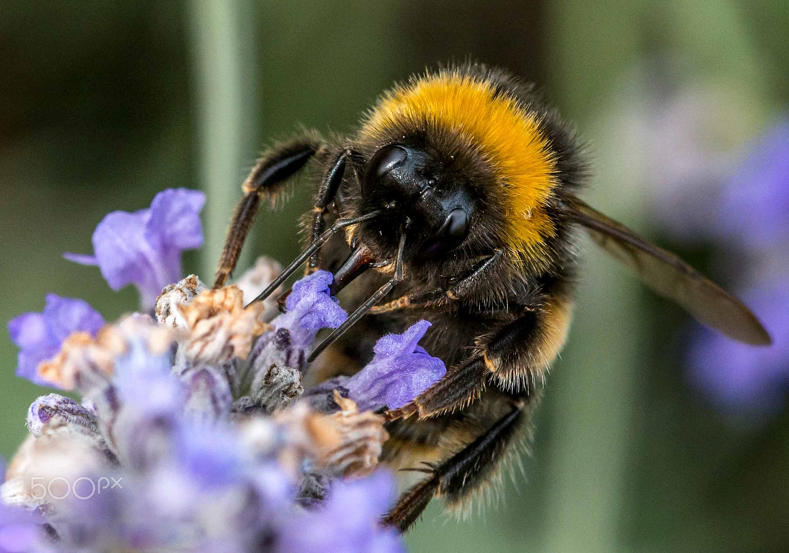 Nikon D800E + Sigma 105mm F2.8 EX DG Macro sample photo. Bee collecting pollen photography