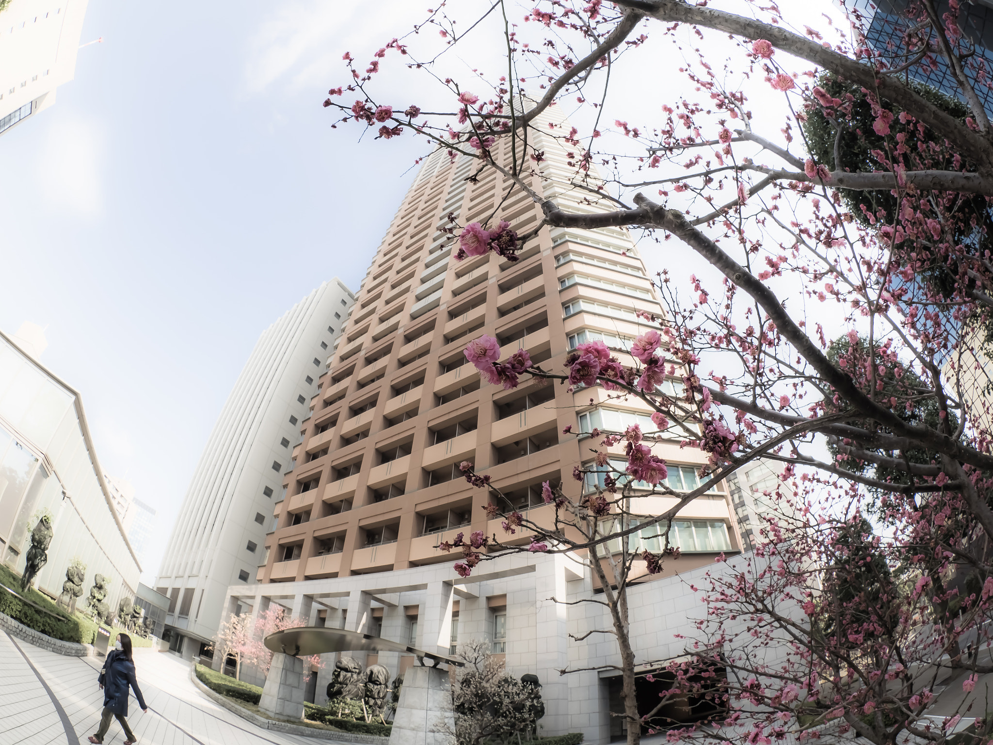 Olympus OM-D E-M1 + OLYMPUS M.8mm F1.8 sample photo. Red plum and buildings photography