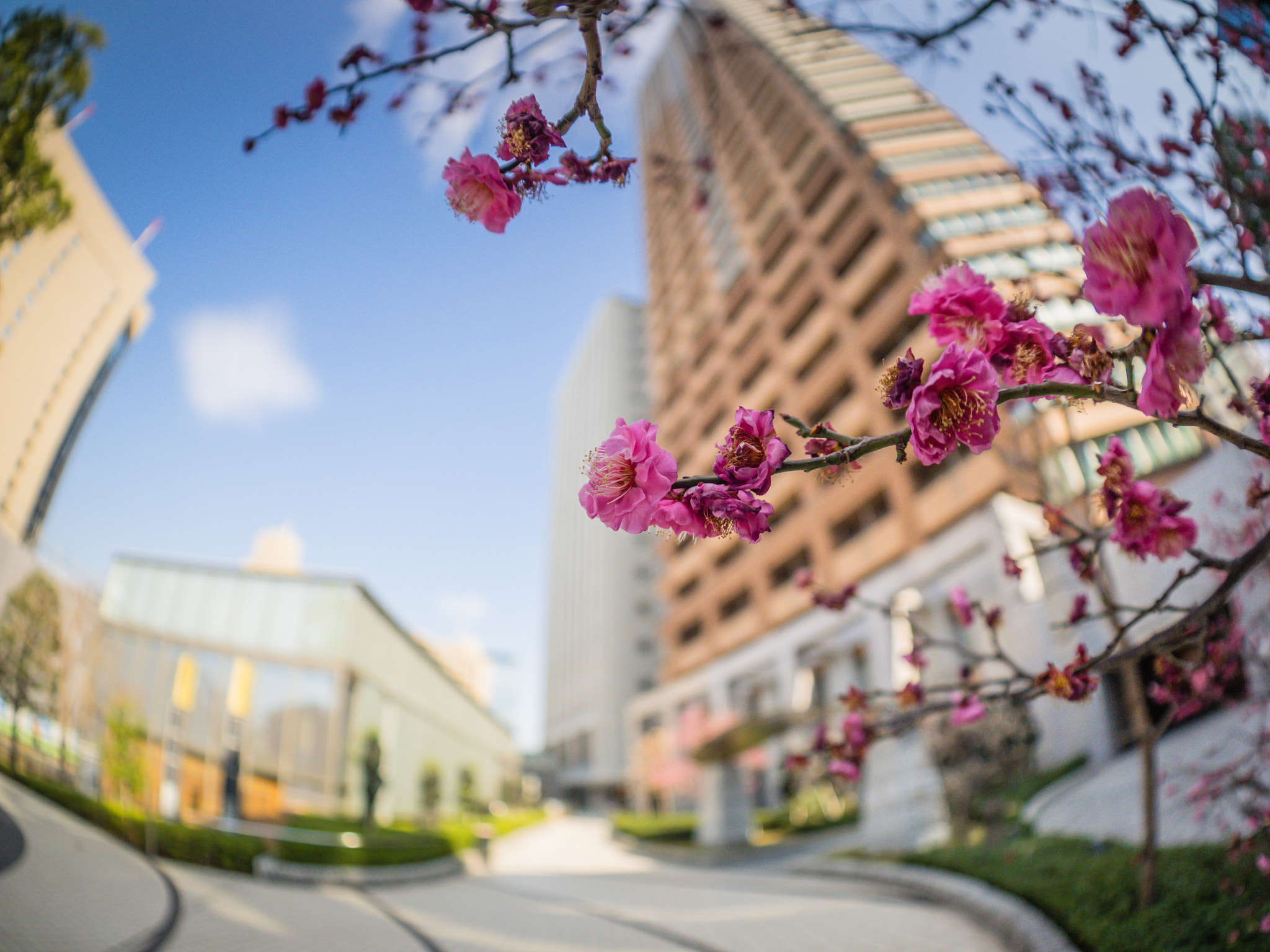 Olympus OM-D E-M1 + OLYMPUS M.8mm F1.8 sample photo. Red plum and buildings photography