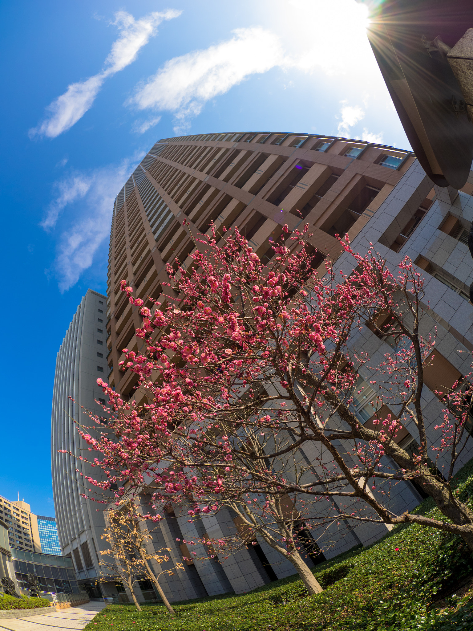 Olympus OM-D E-M1 + OLYMPUS M.8mm F1.8 sample photo. Red plum and buildings photography