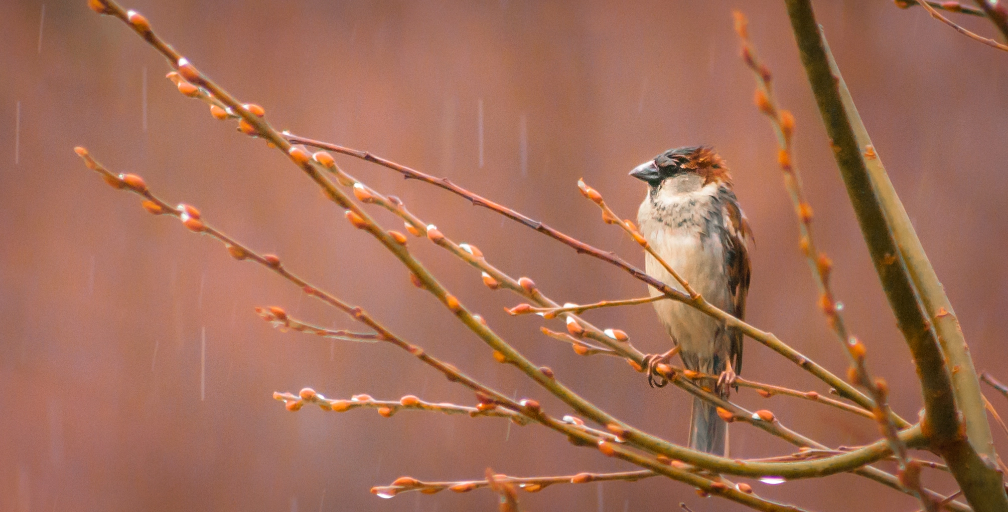 Sigma 70-300mm F4-5.6 APO DG Macro sample photo. Wet feathers photography