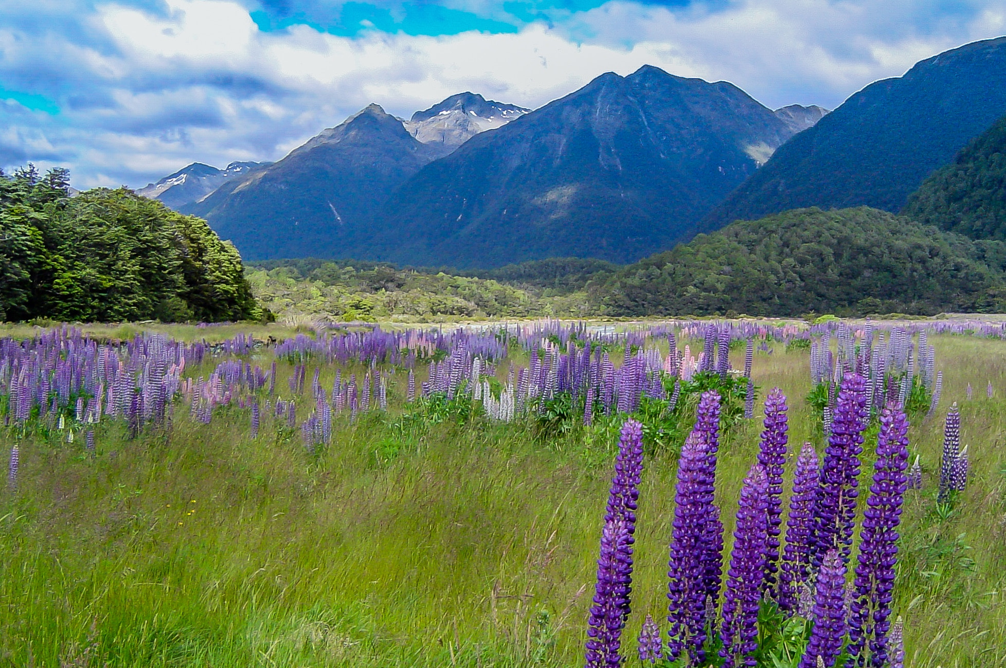 Sony DSC-P72 sample photo. Summer in new zealand photography