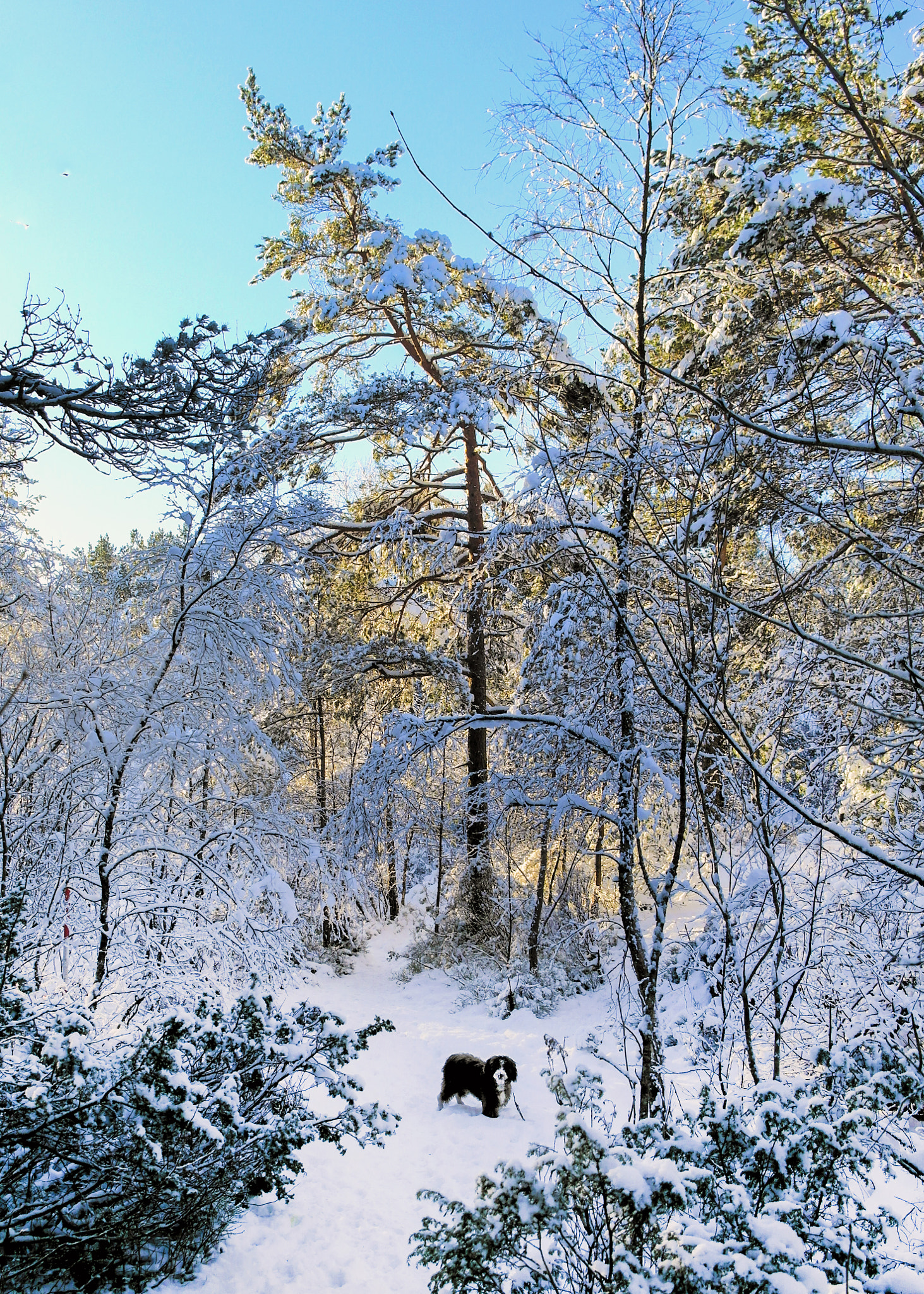 Samsung NX210 sample photo. Ludvig in the forest photography