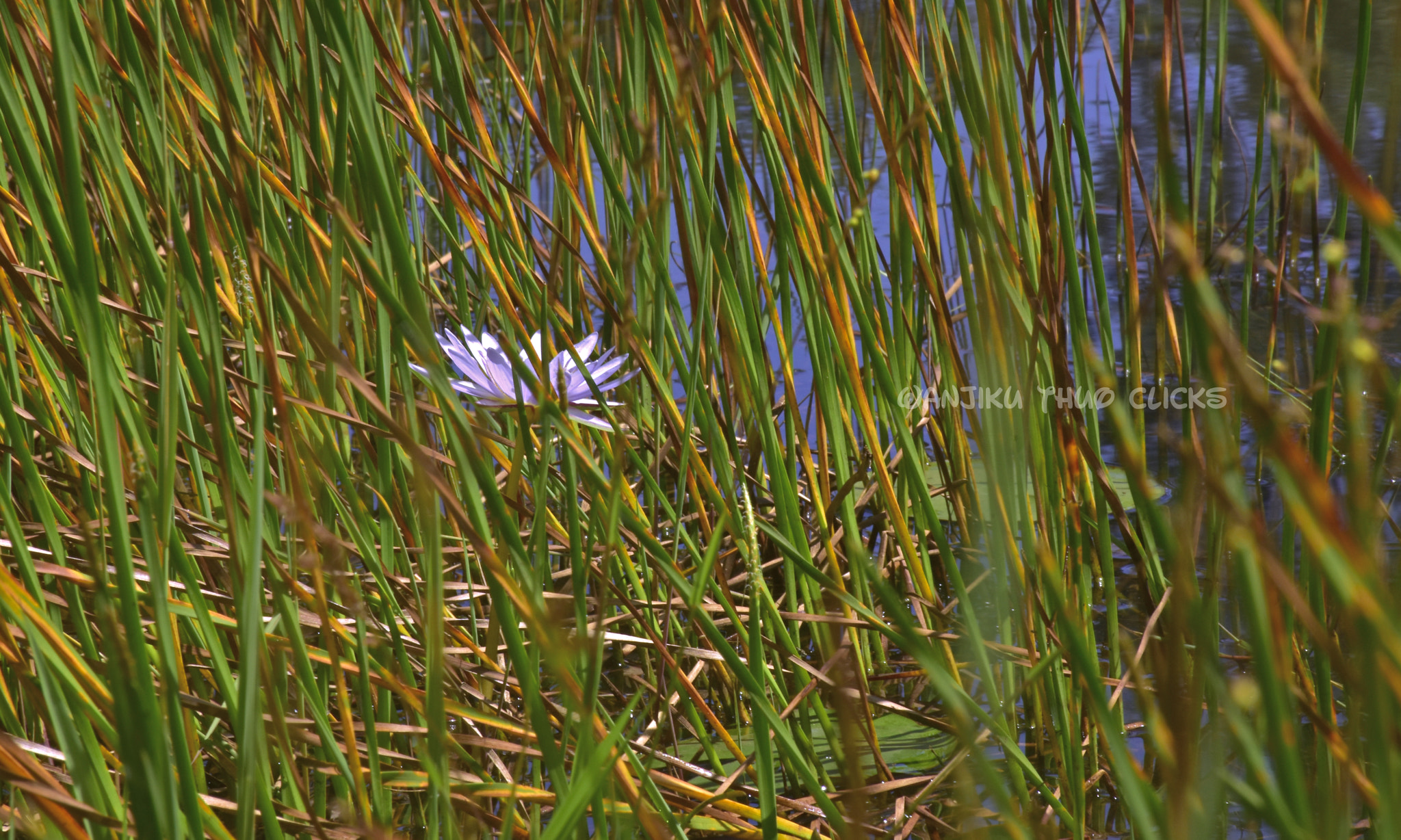 IX-Nikkor 60-180mm f/4.5-5.6 sample photo. My only lily photography