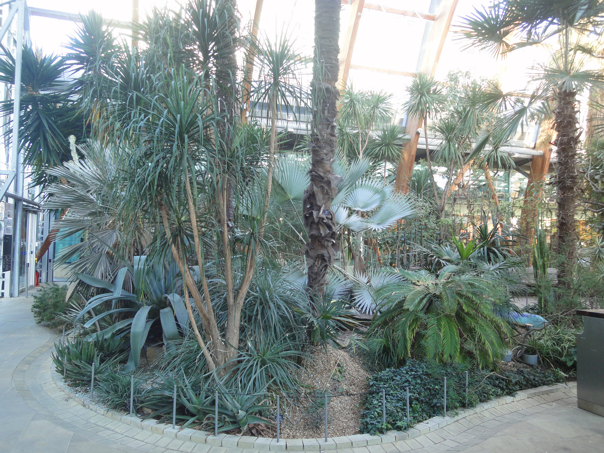 Sony DSC-WX5 sample photo. Winter garden, sheffield photography