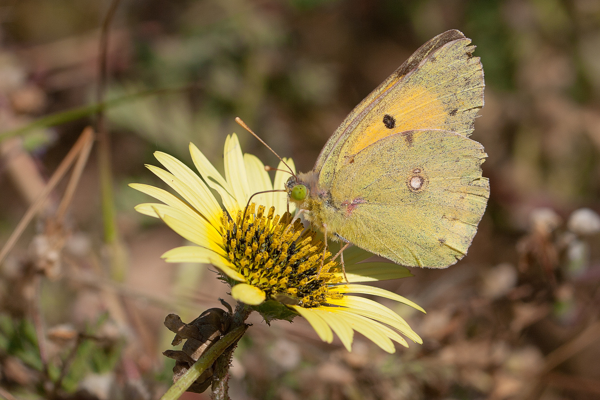 Canon EF 100mm F2.8L Macro IS USM sample photo. Colias crocea photography