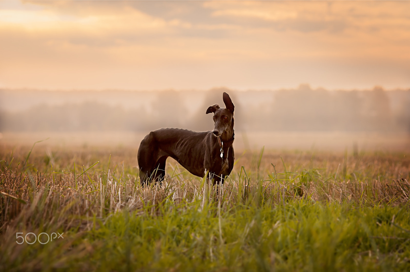 Nikon D800E + AF DC-Nikkor 135mm f/2D sample photo. Galgo in the field photography