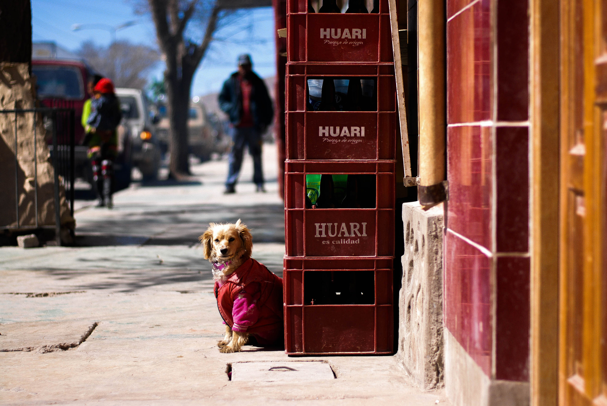 Nikon D200 + Nikon AF-S Nikkor 50mm F1.8G sample photo. Dog _ potosi _ bolivia photography