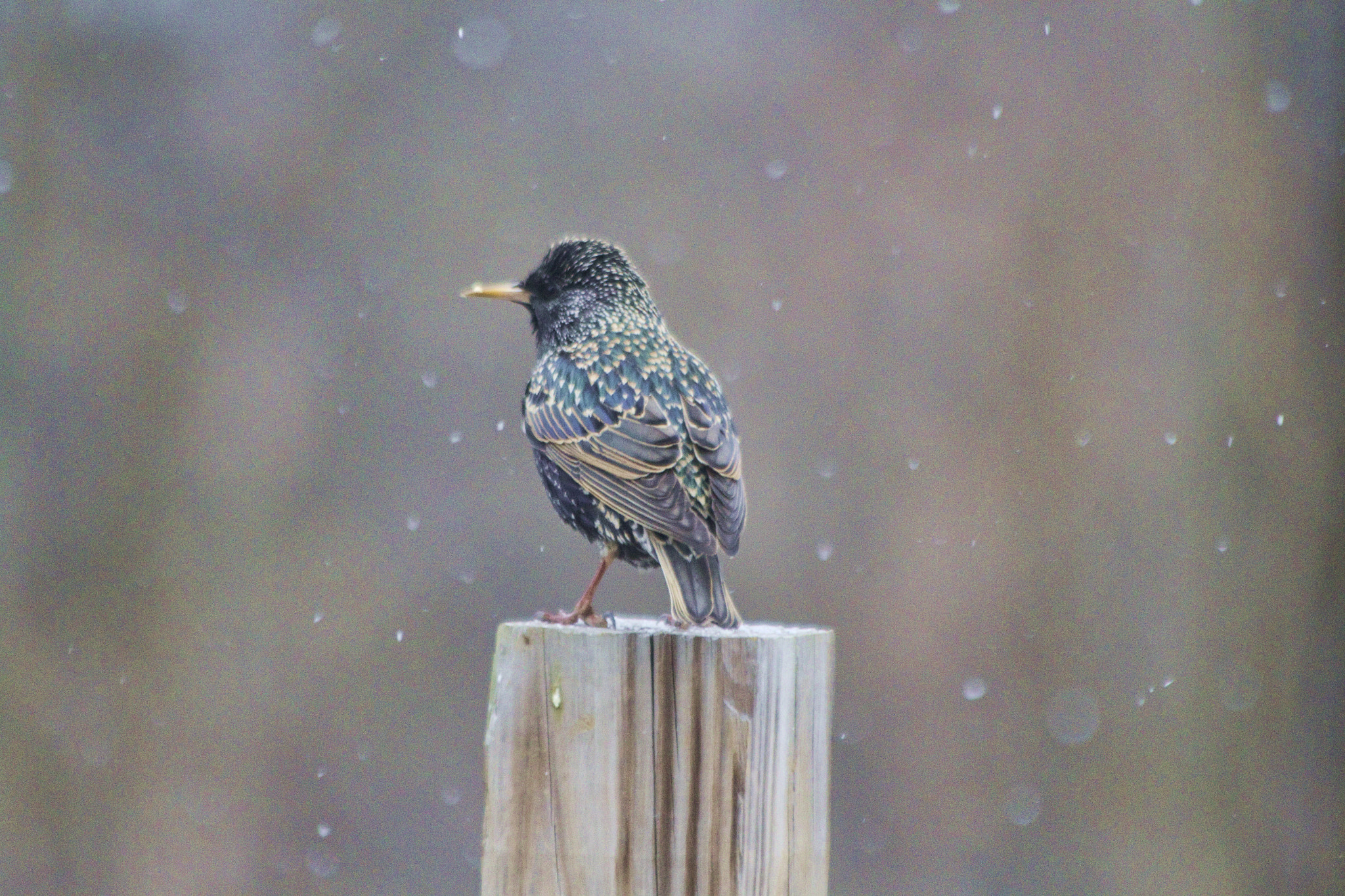 Canon EF 70-300mm F4-5.6 IS USM sample photo. Starling photography