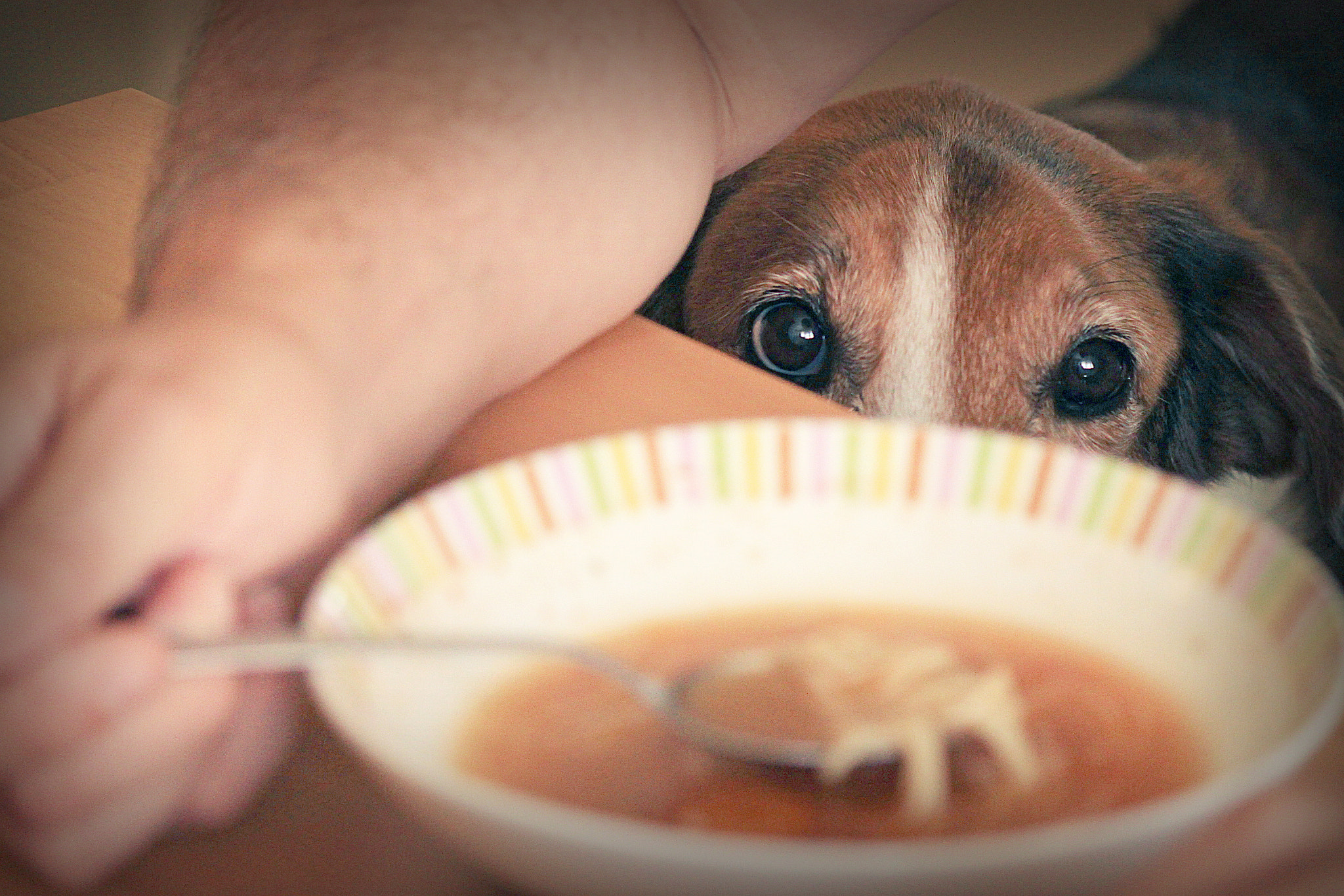 Canon EOS 500D (EOS Rebel T1i / EOS Kiss X3) sample photo. Soup time photography