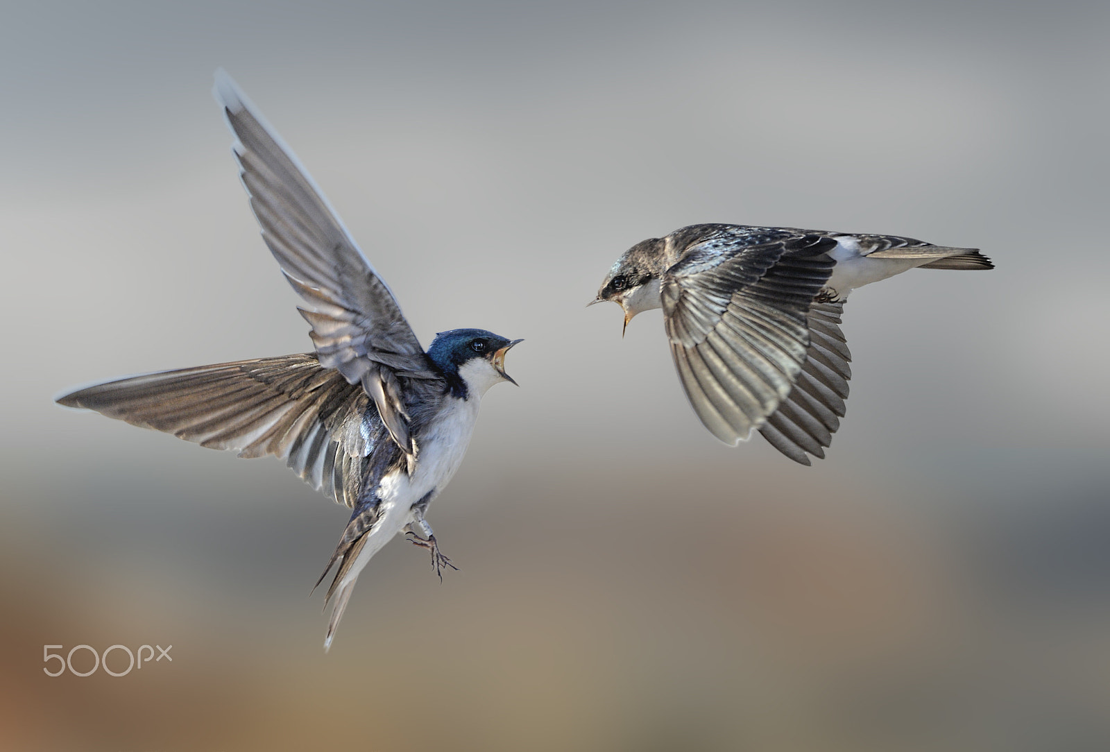 Nikon D4 sample photo. Arguing_1.jpg photography