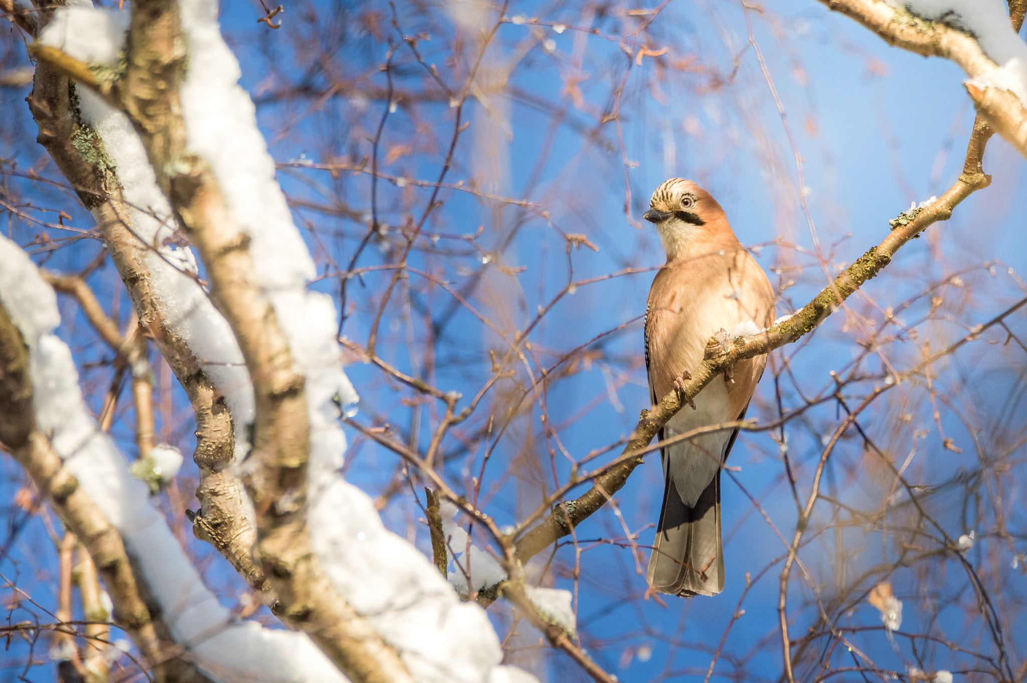 Sigma 150-600mm F5-6.3 DG OS HSM | C sample photo. Eurasian jay enjoying the sun photography