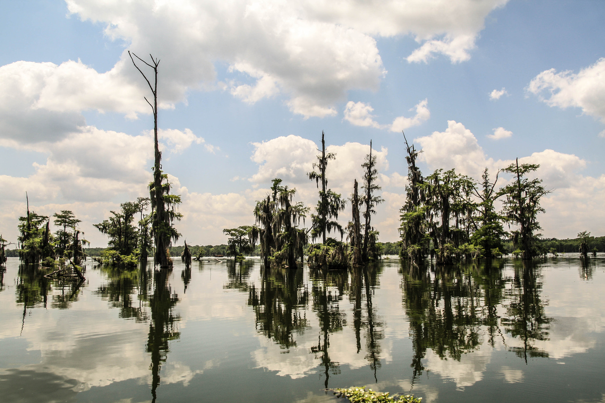 Sigma 17-70mm F2.8-4 DC Macro OS HSM sample photo. In the bayou photography