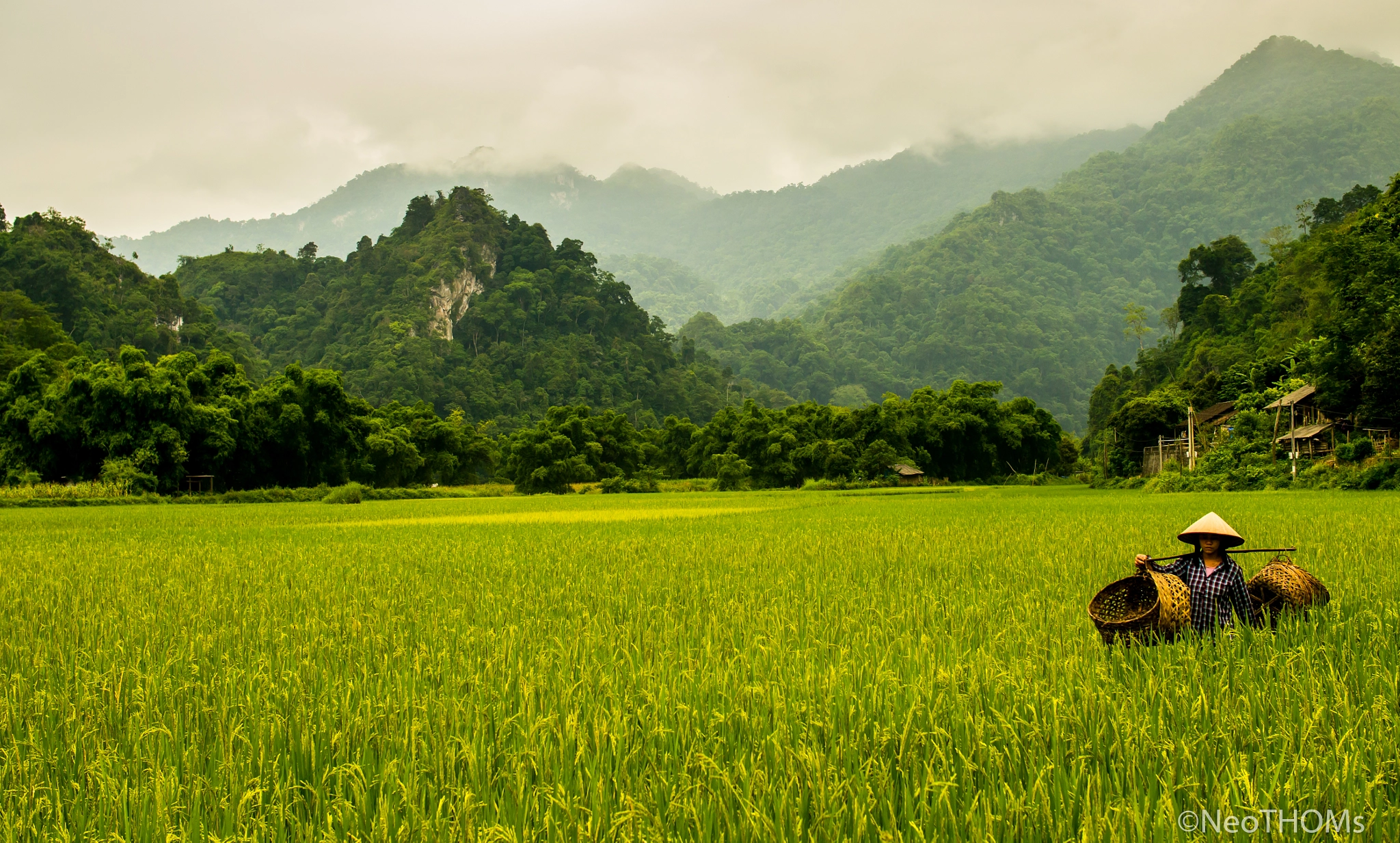 Panasonic Lumix DMC-GF6 + Olympus M.Zuiko Digital 25mm F1.8 sample photo. Woman in rice field photography