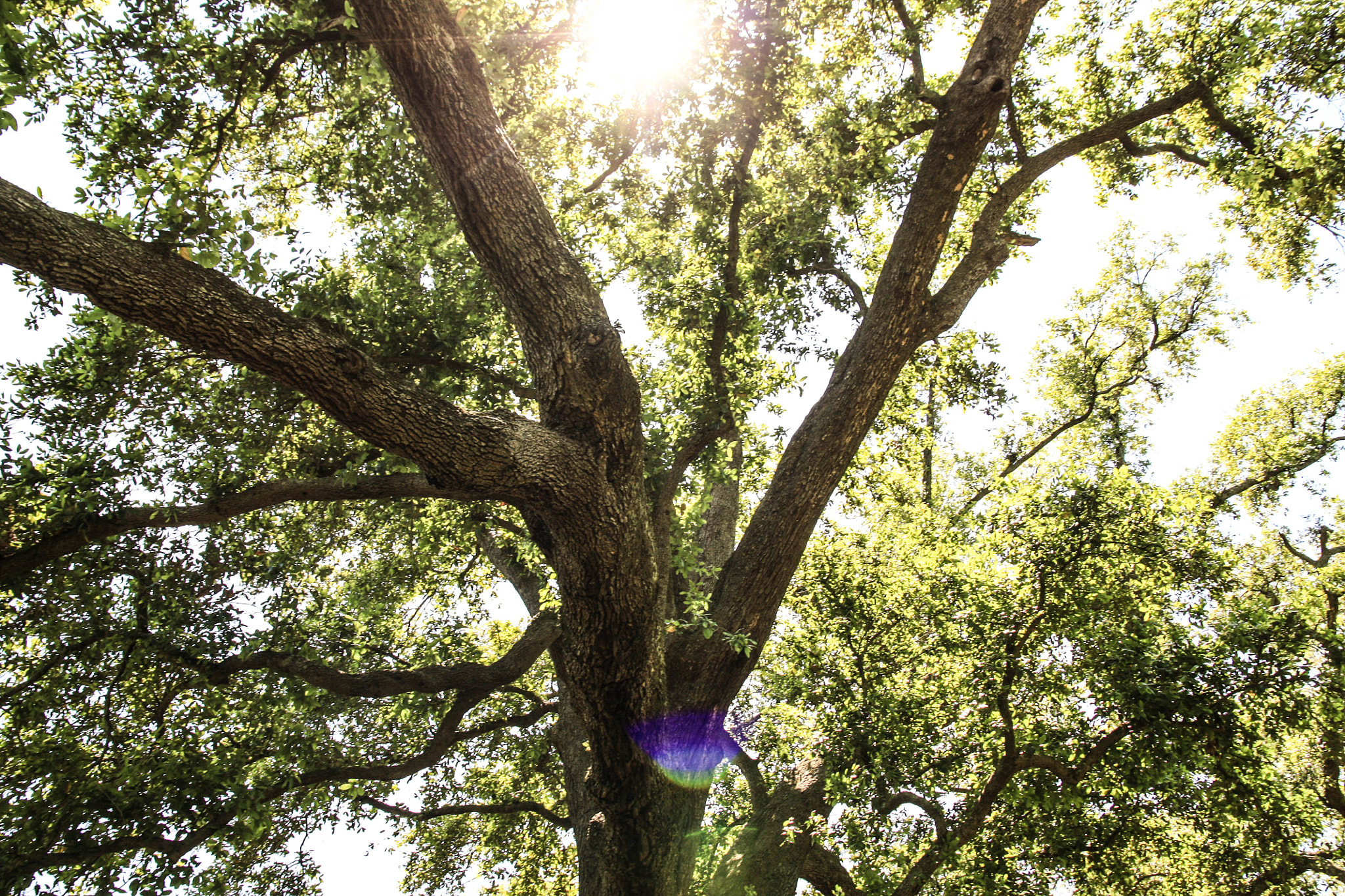 Sigma 17-70mm F2.8-4 DC Macro OS HSM sample photo. Peaceful tree photography