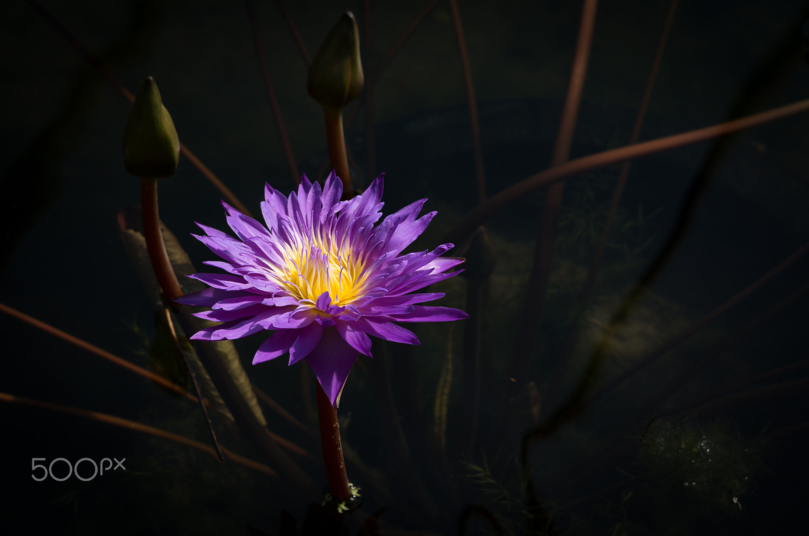 Tamron AF 28-75mm F2.8 XR Di LD Aspherical (IF) sample photo. Purple lotus photography