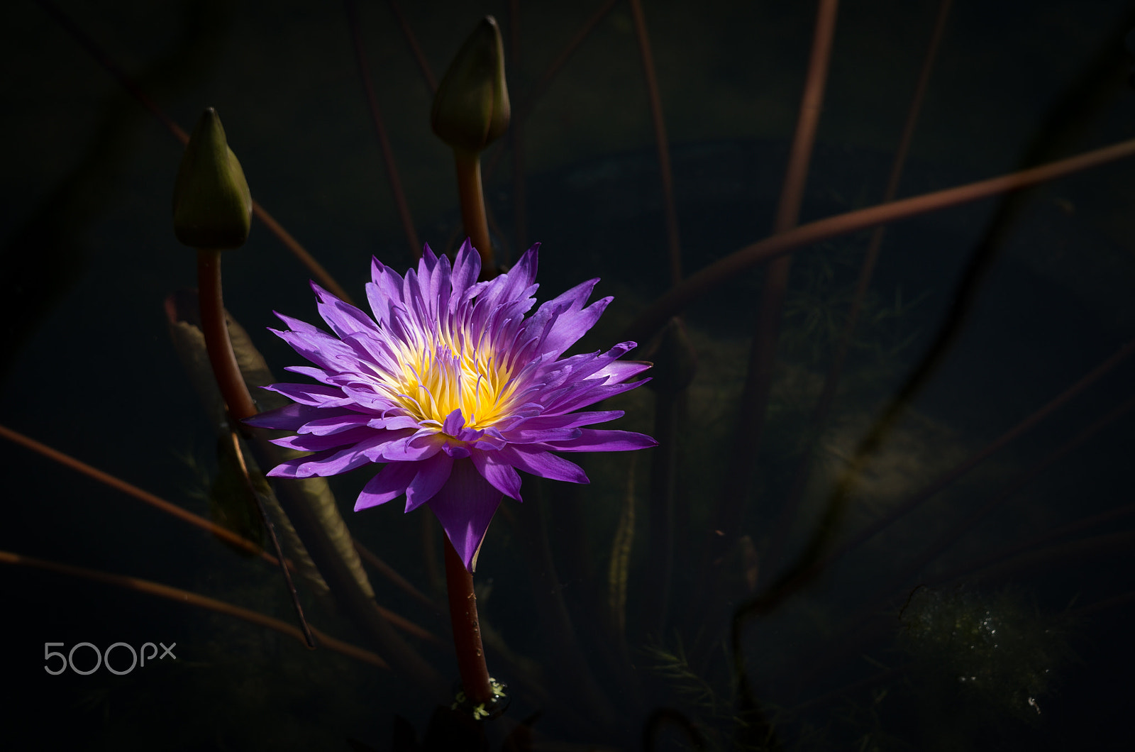 Pentax K-50 + Tamron AF 28-75mm F2.8 XR Di LD Aspherical (IF) sample photo. Purple lotus photography