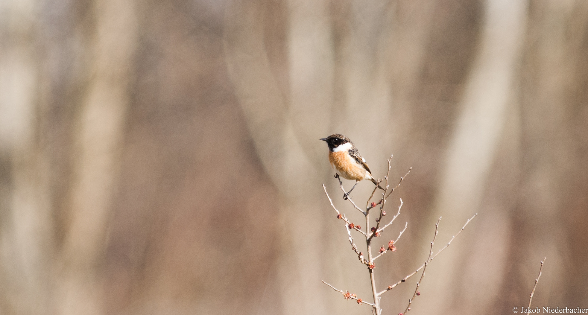 Sony Alpha DSLR-A300 sample photo. Saxicola rubicola photography