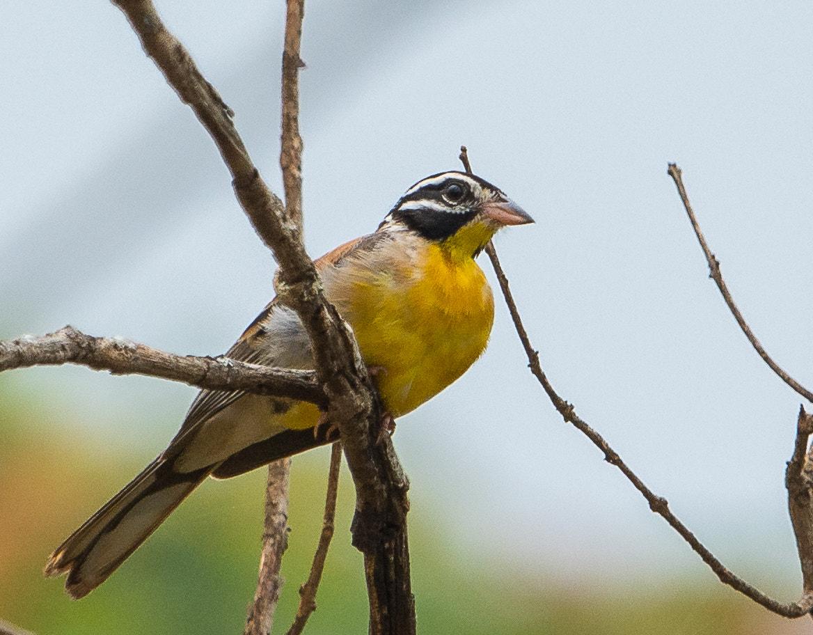 Nikon D7100 + Nikon AF-S Nikkor 600mm F4G ED VR sample photo. Golden-breasted bunting photography