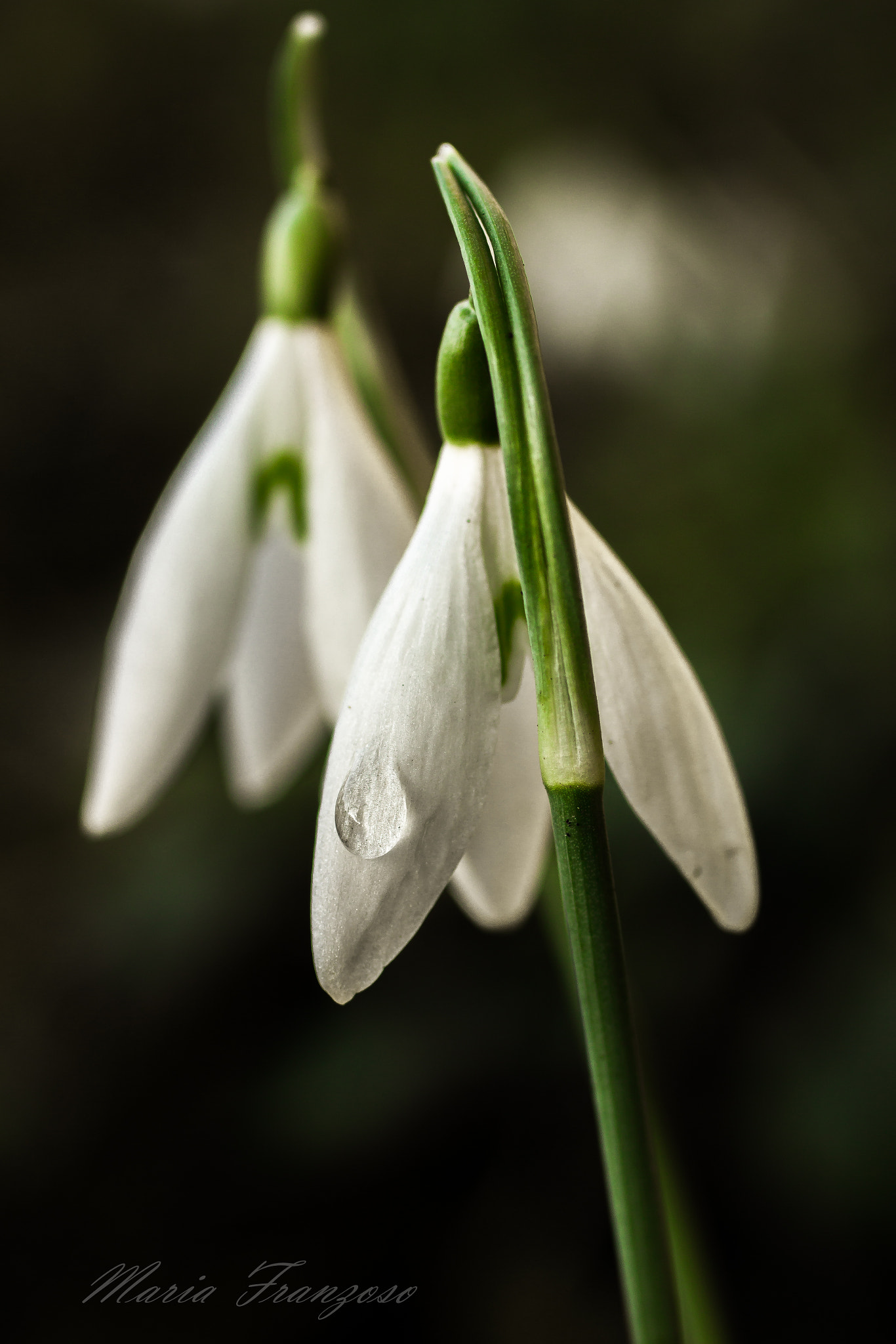 Canon EOS 600D (Rebel EOS T3i / EOS Kiss X5) + Canon EF 50mm F2.5 Macro sample photo. Il rimpianto photography