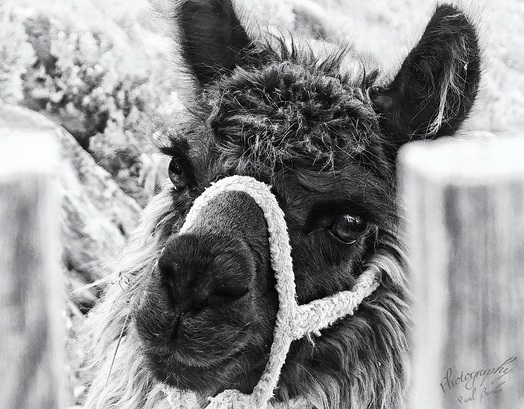 Sony a7R + Sony E 18-200mm F3.5-6.3 OSS sample photo. The lama from lake titicaca photography