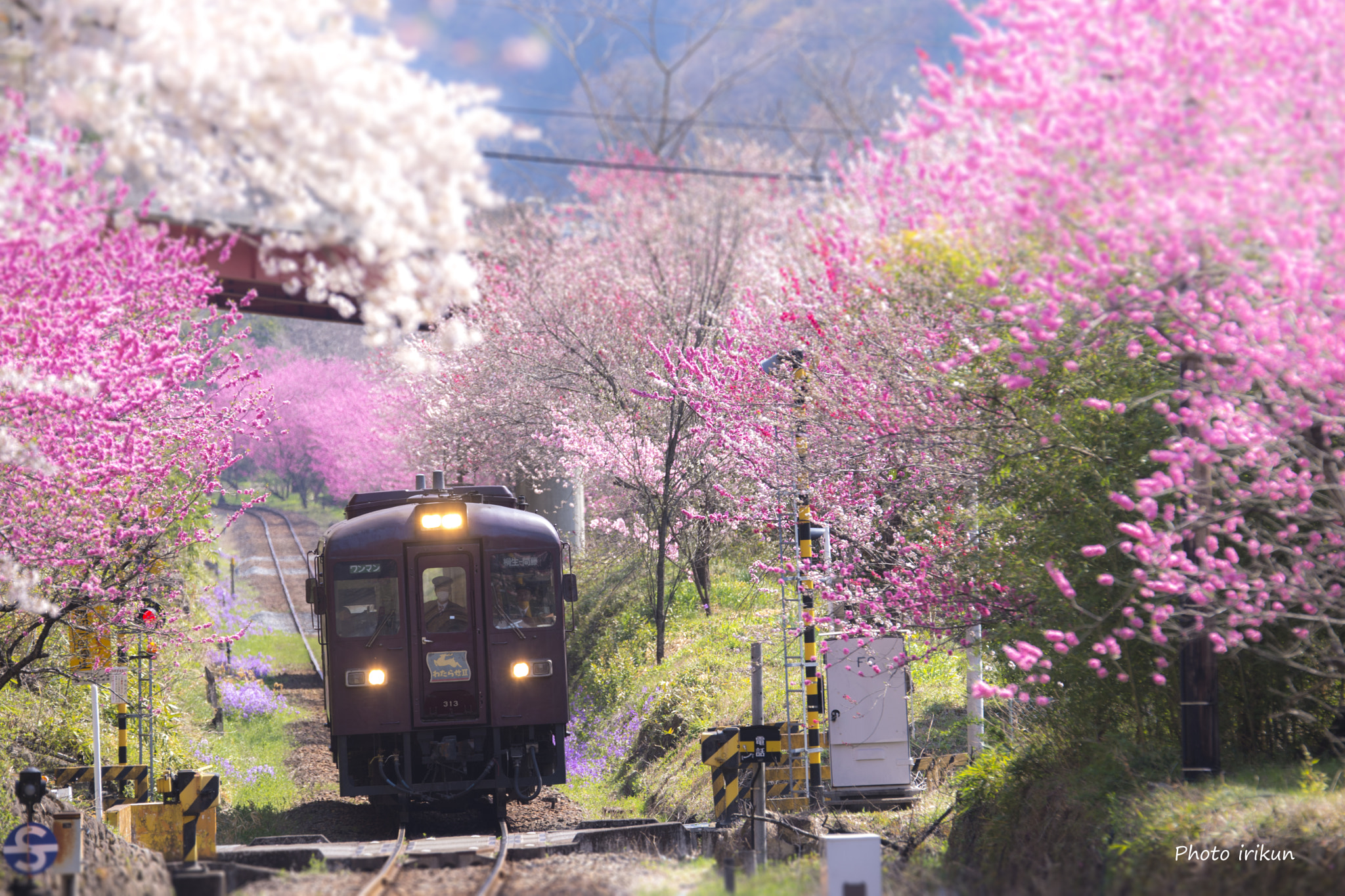 Nikon D600 sample photo. I can not wait spring photography
