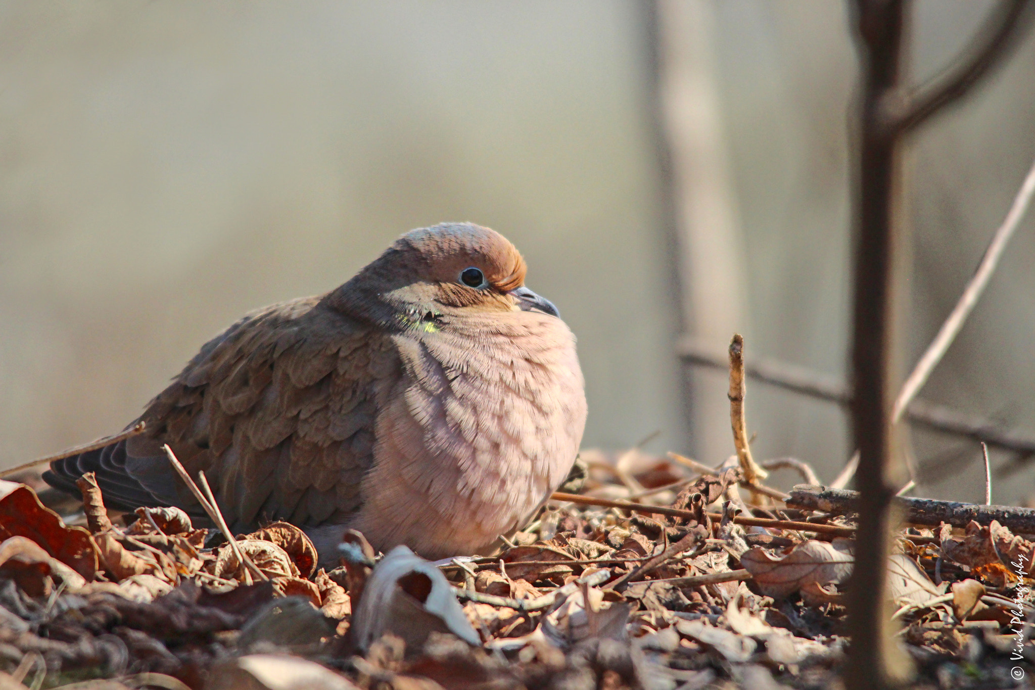 Sigma 150-500mm F5-6.3 DG OS HSM sample photo. Nesting dove e photography