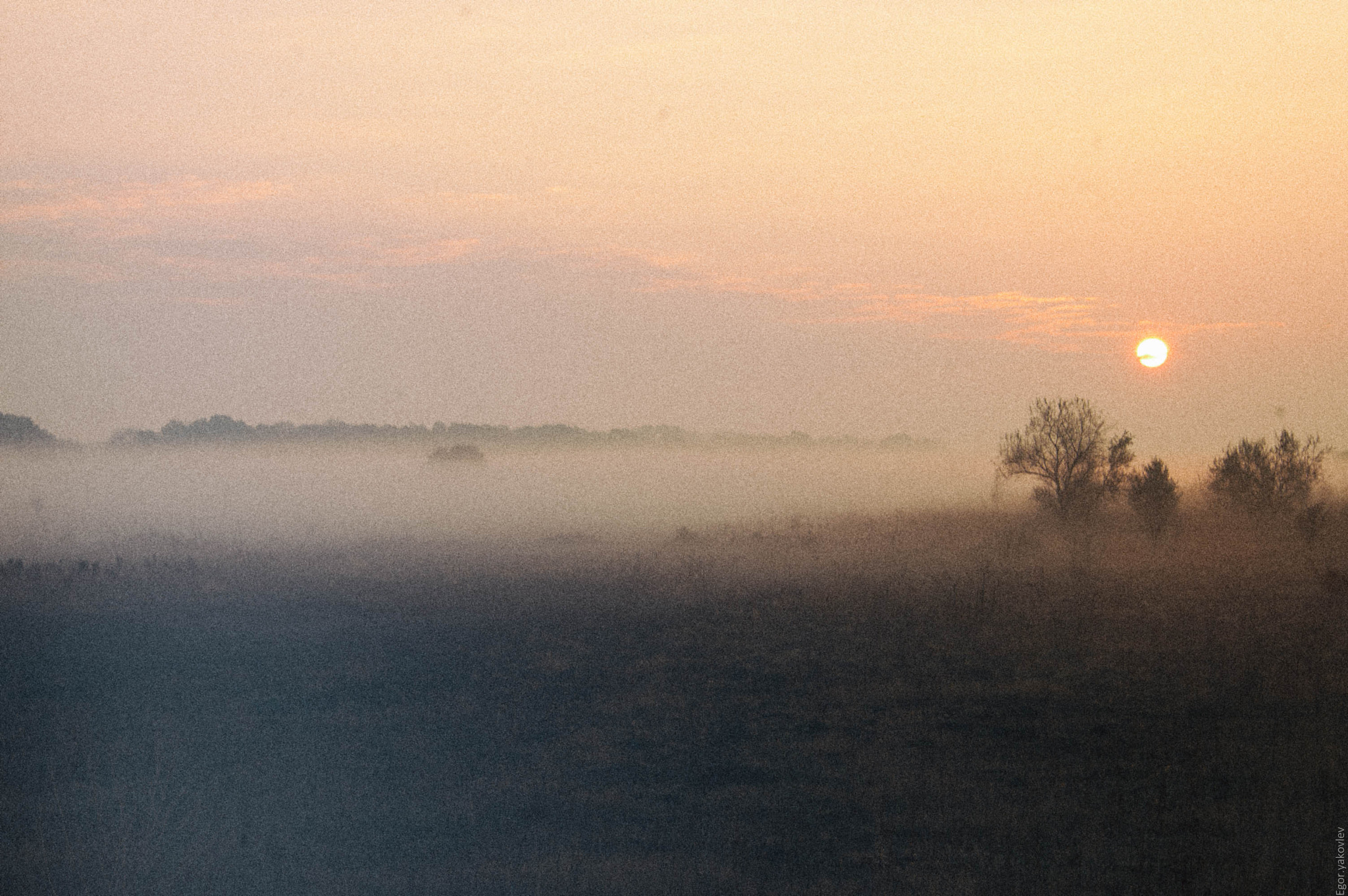 Nikon D70 sample photo. Hedgehog in the fog photography
