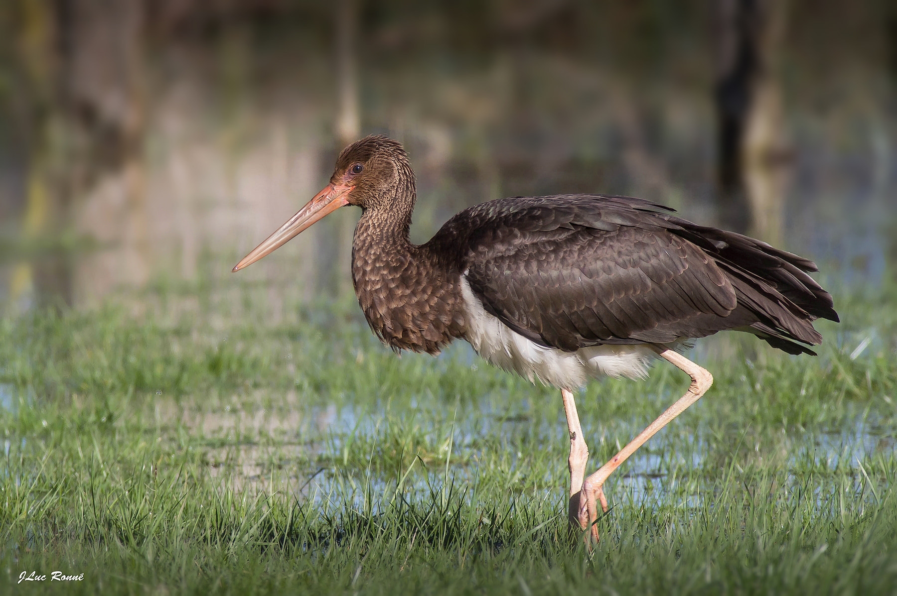 EF300mm f/2.8L USM +2.0x sample photo. Ciconia nigra photography