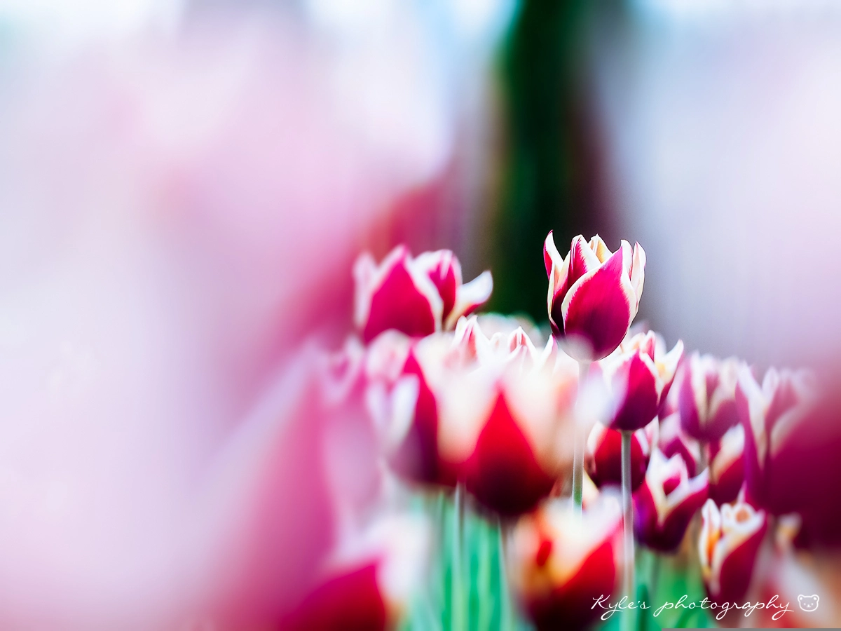 Sigma 150mm F2.8 EX DG Macro HSM sample photo. Tulip photography