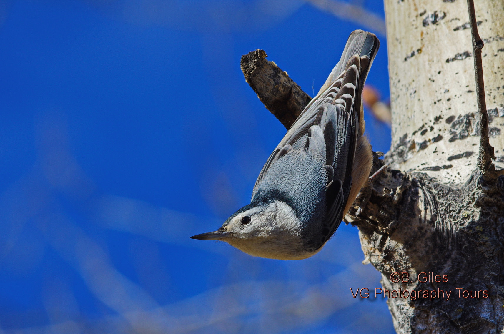 Pentax smc DA* 60-250mm F4.0 ED (IF) SDM sample photo. Out on a limb photography