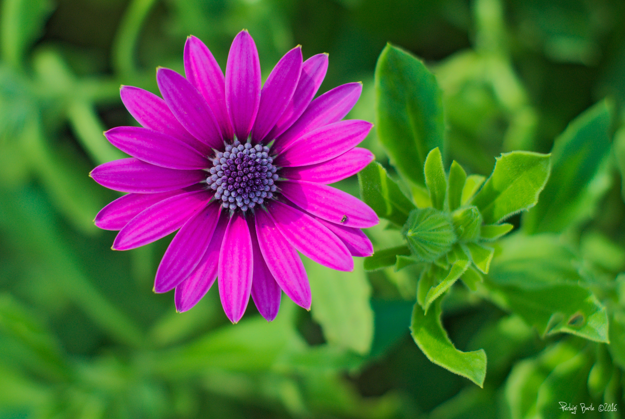 Manual Lens No CPU sample photo. Purple flower photography