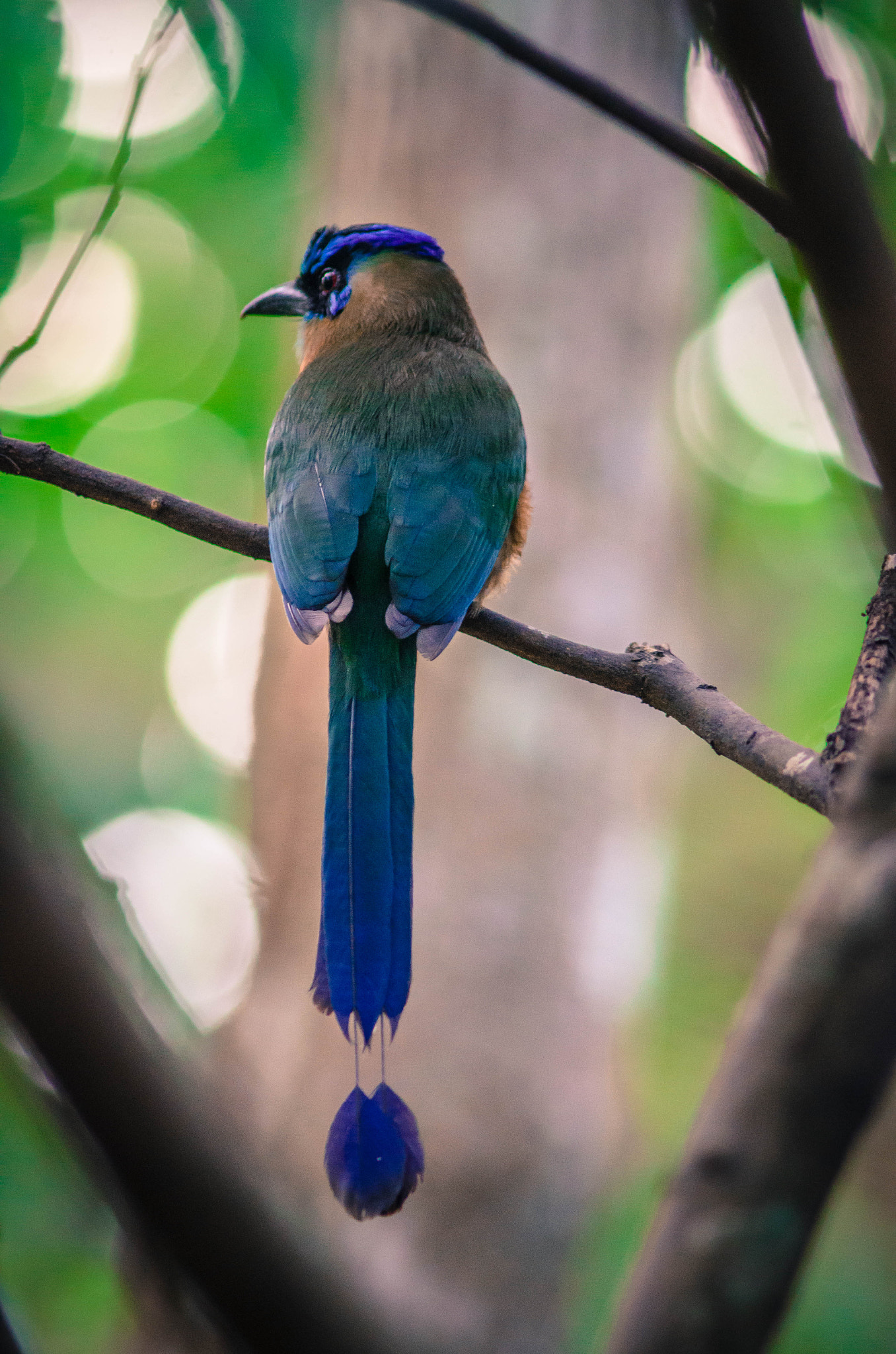 Nikon D7000 + AF Nikkor 300mm f/4 IF-ED sample photo. Momotus momota photography