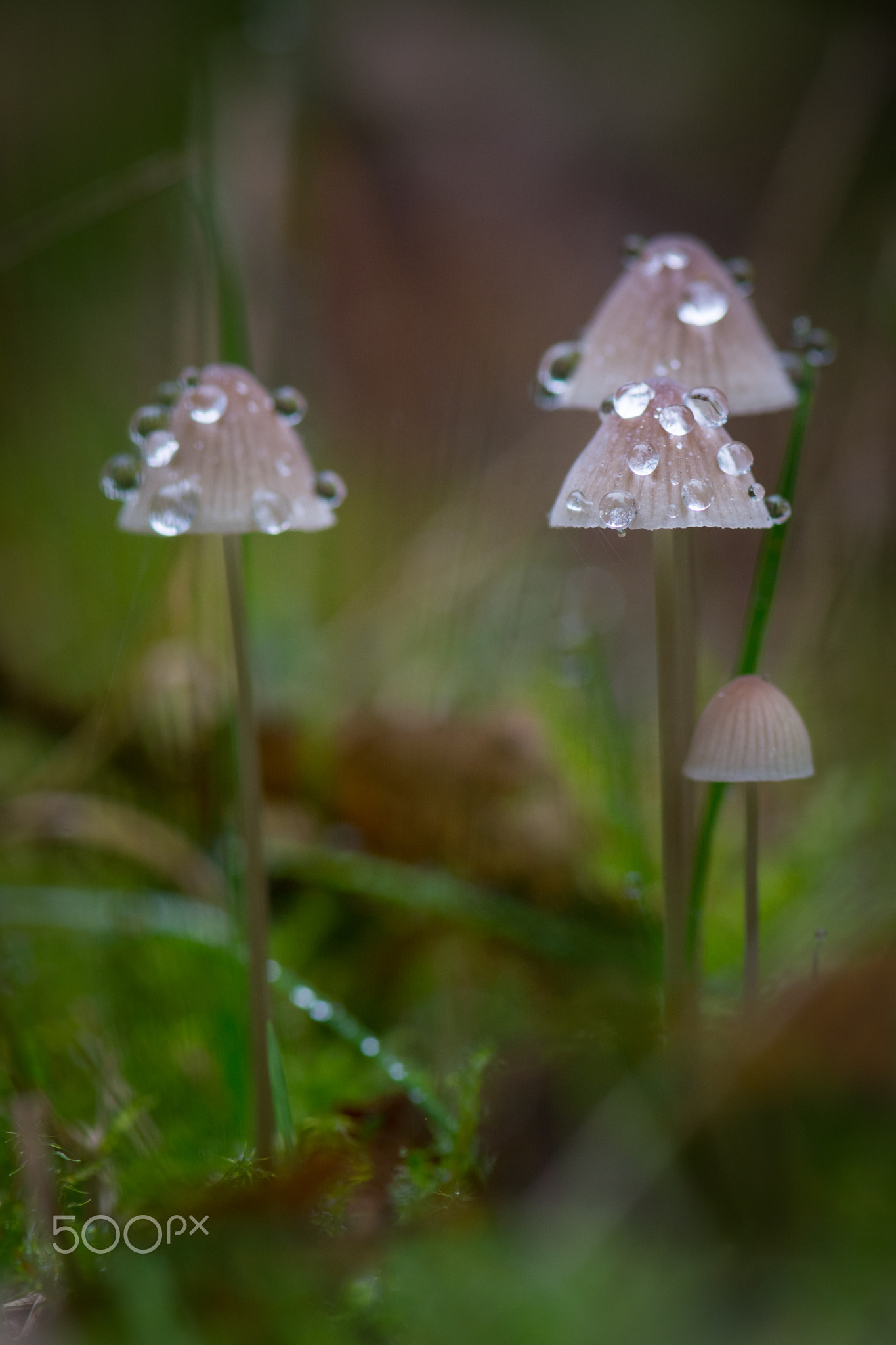 Mushrooms and rain