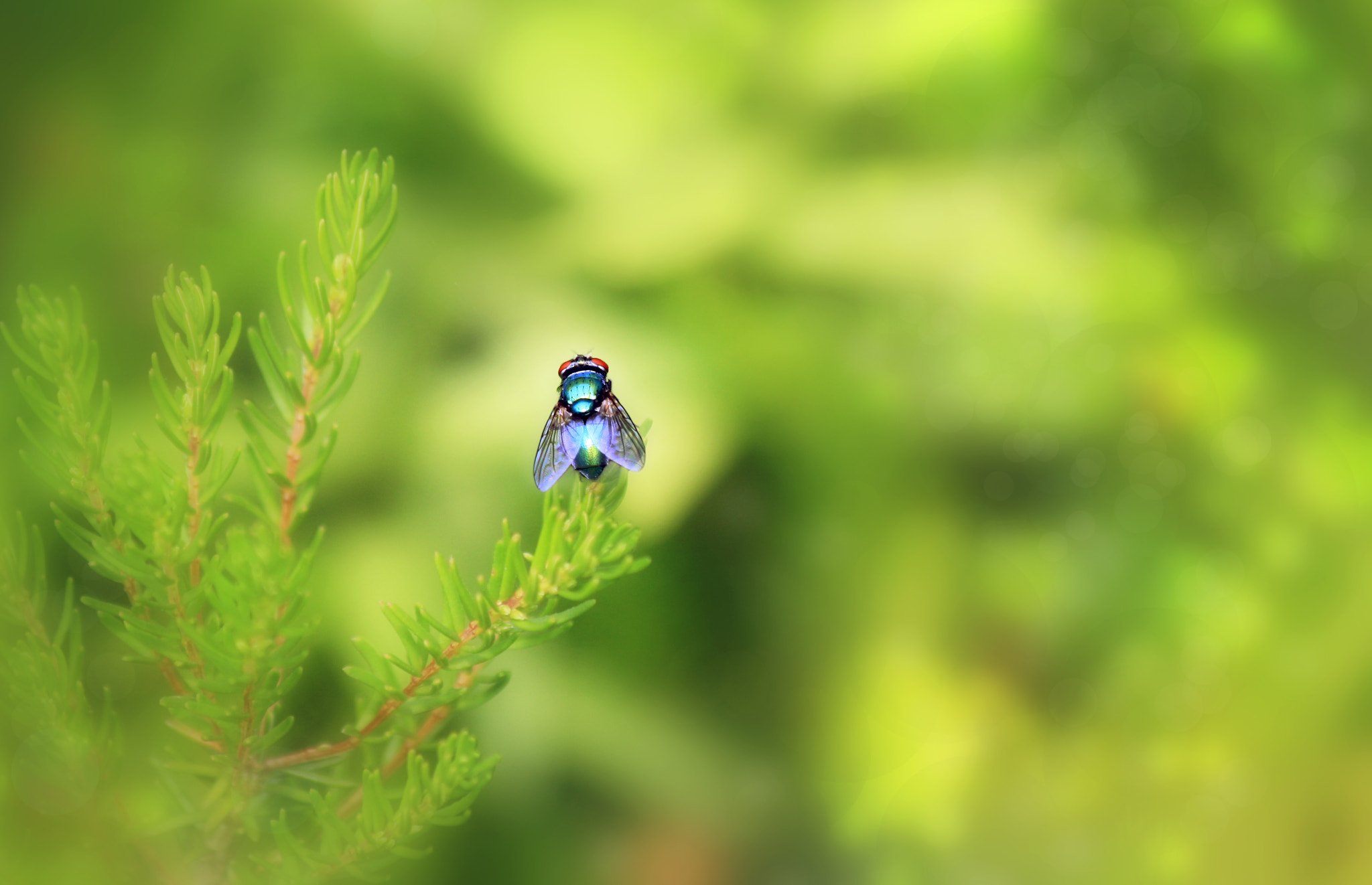 Canon EF 70-300mm F4-5.6 IS USM sample photo. Untitled photography