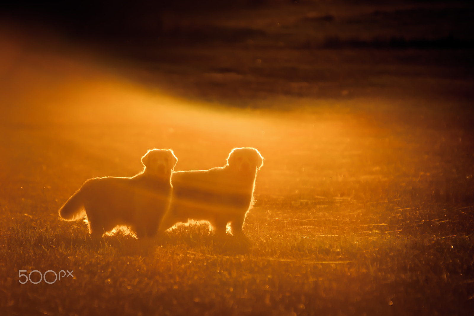 Sony Alpha DSLR-A900 + Minolta AF 300mm F2.8 HS-APO G sample photo. Golden hour and golden retrievers photography