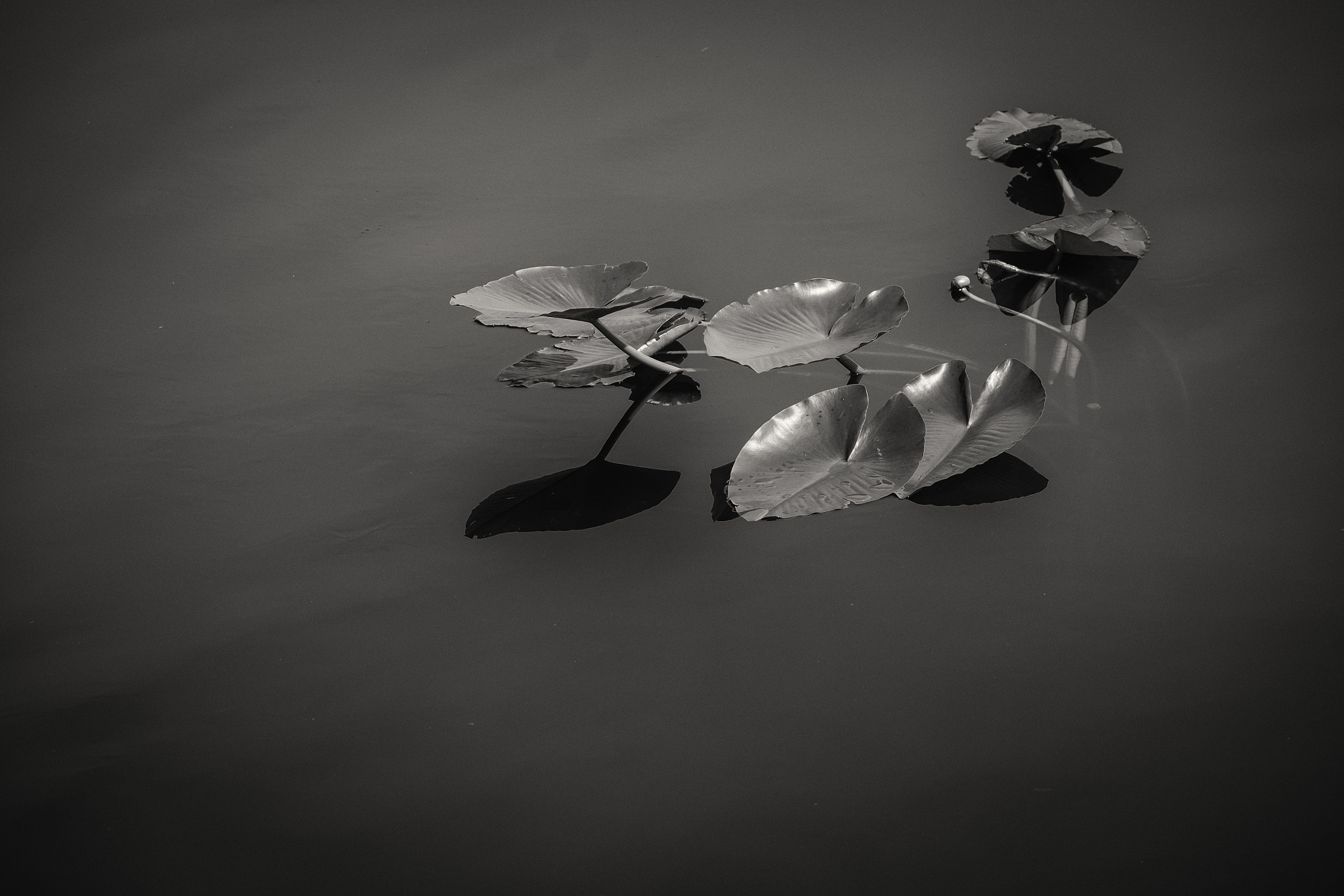 Fujifilm XF 50-140mm F2.8 R LM OIS WR sample photo. Lilies photography