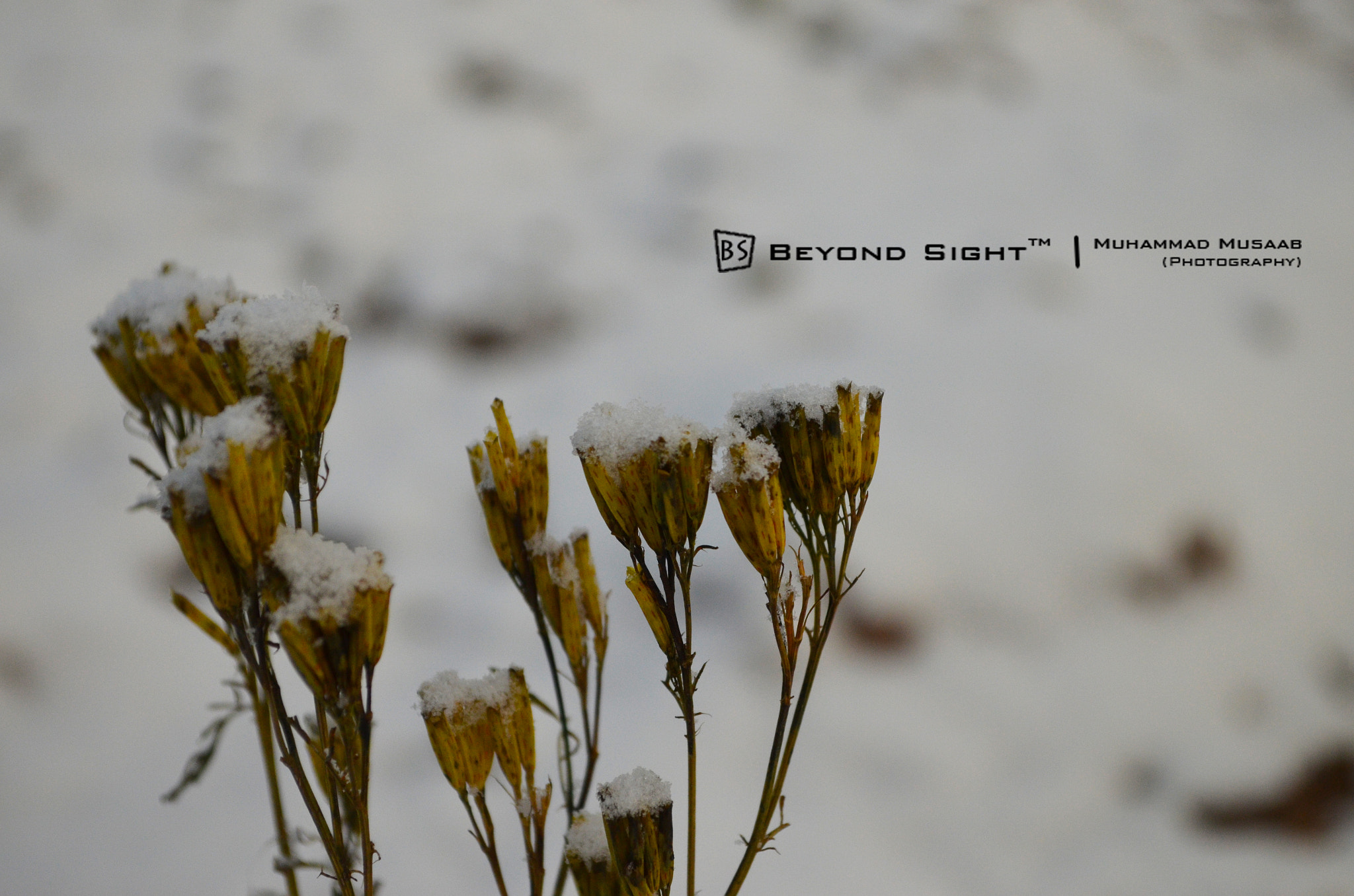Nikon D5100 + AF Nikkor 28mm f/2.8 sample photo. Natural snow cups photography
