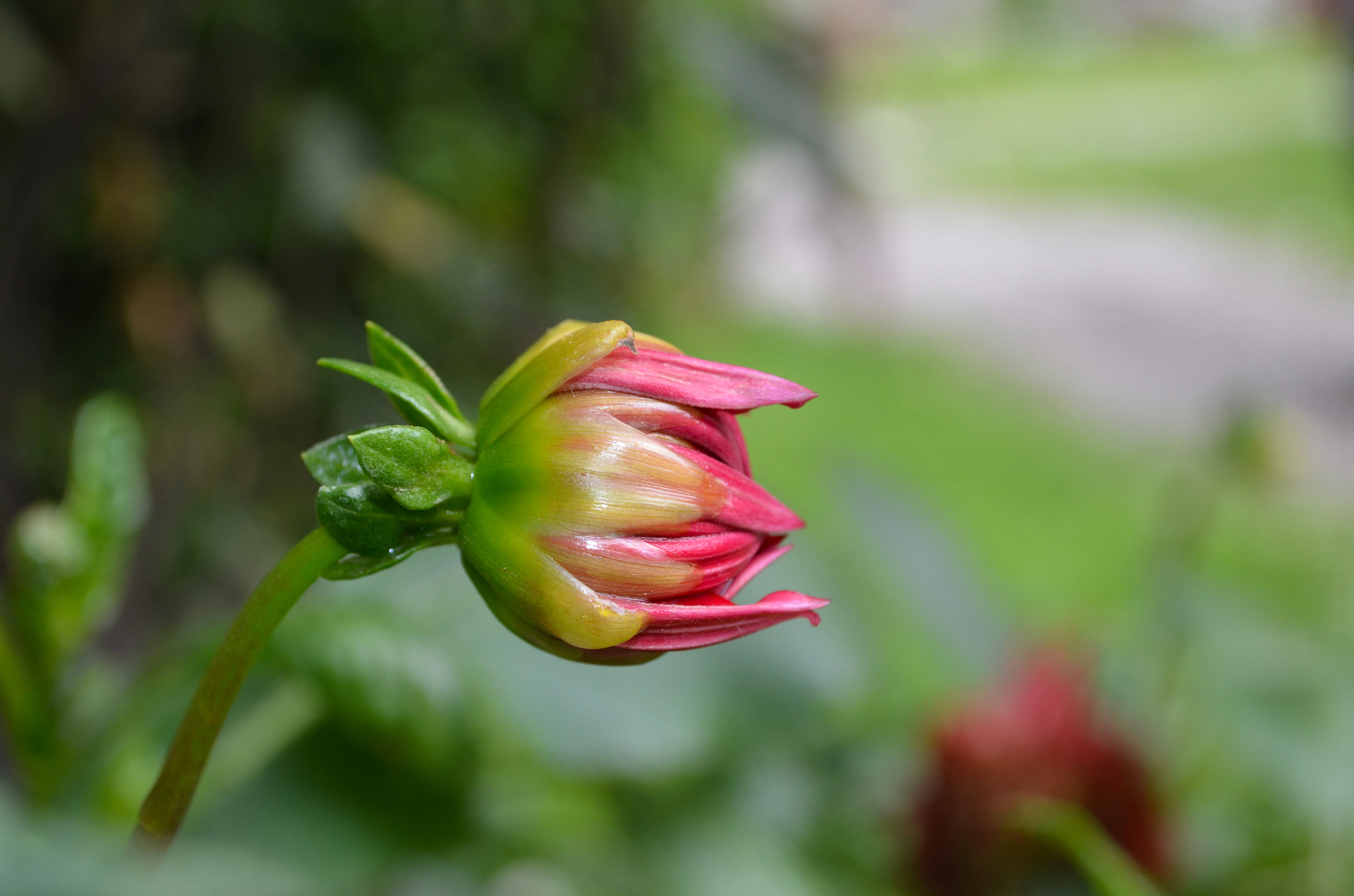 Nikon D5100 + AF Nikkor 50mm f/1.8 N sample photo. Humble flower photography
