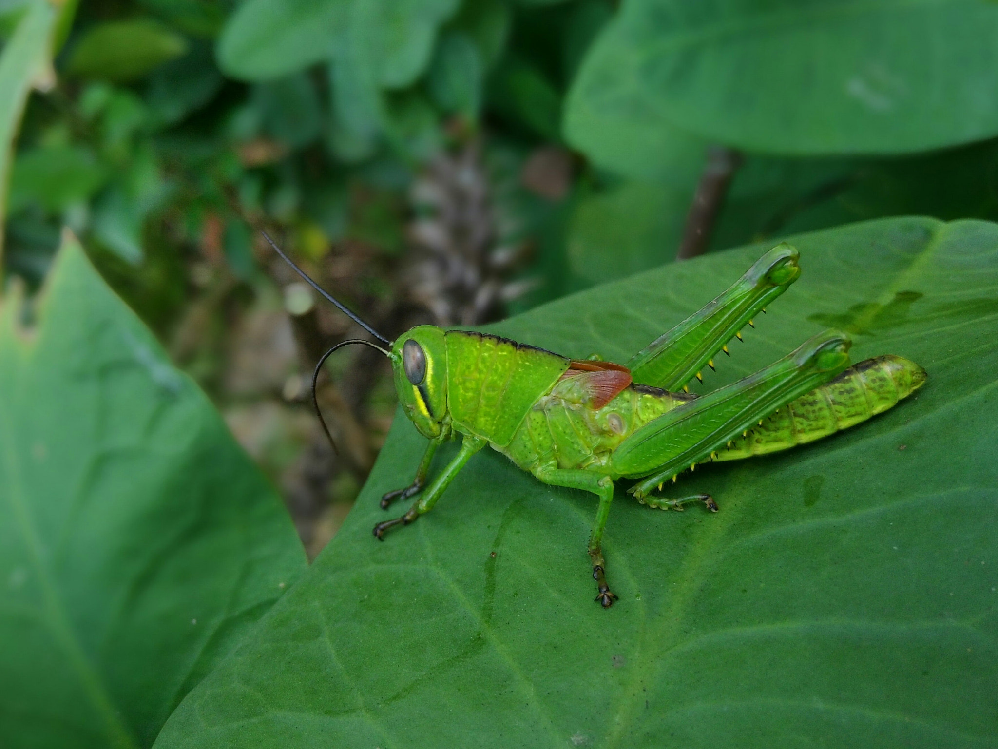ASUS PadFone sample photo